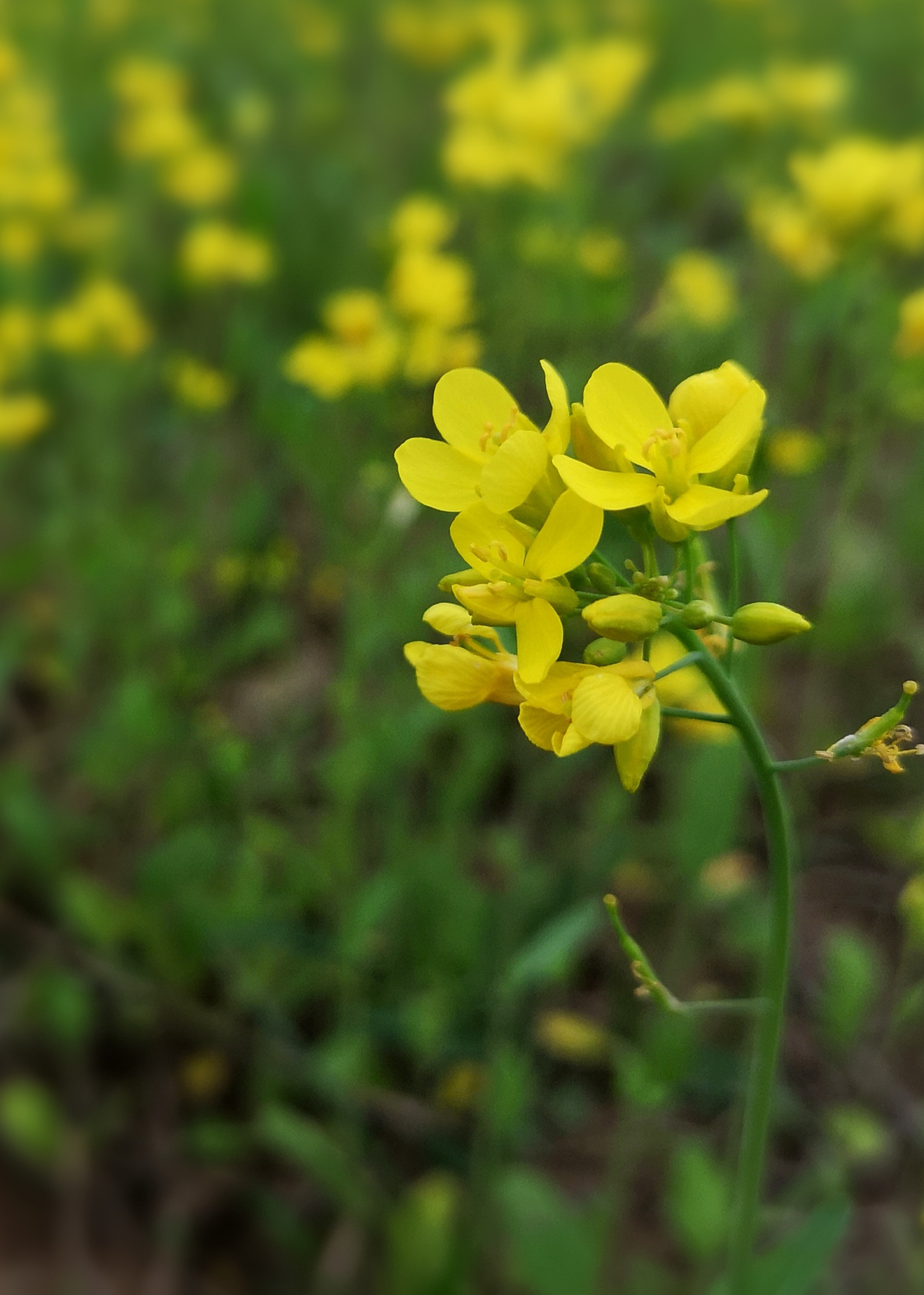 有解毒消肿,凉血散血功效的十字花科芸苔