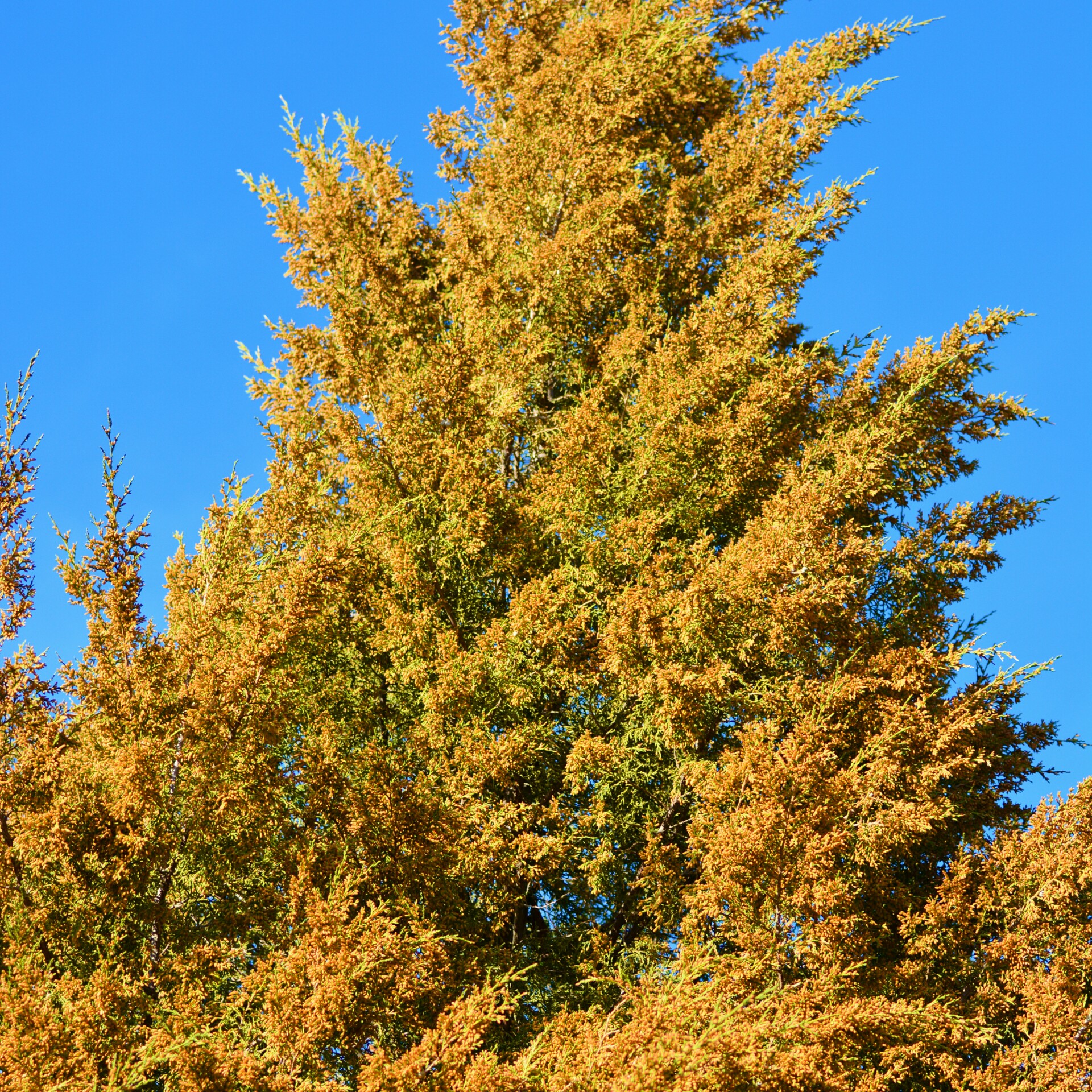 开这么多花的侧柏树你见过没有,原创摄影|柏树|摄影|原创_新浪新闻