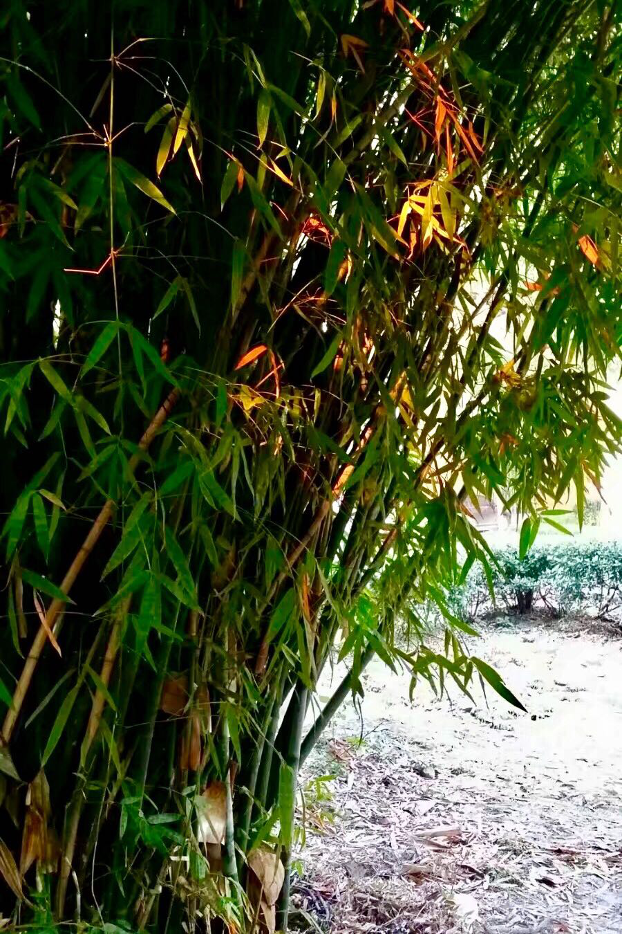 竹生空野外,梢云耸百寻