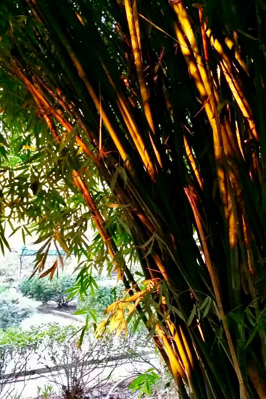 竹生空野外,梢云耸百寻