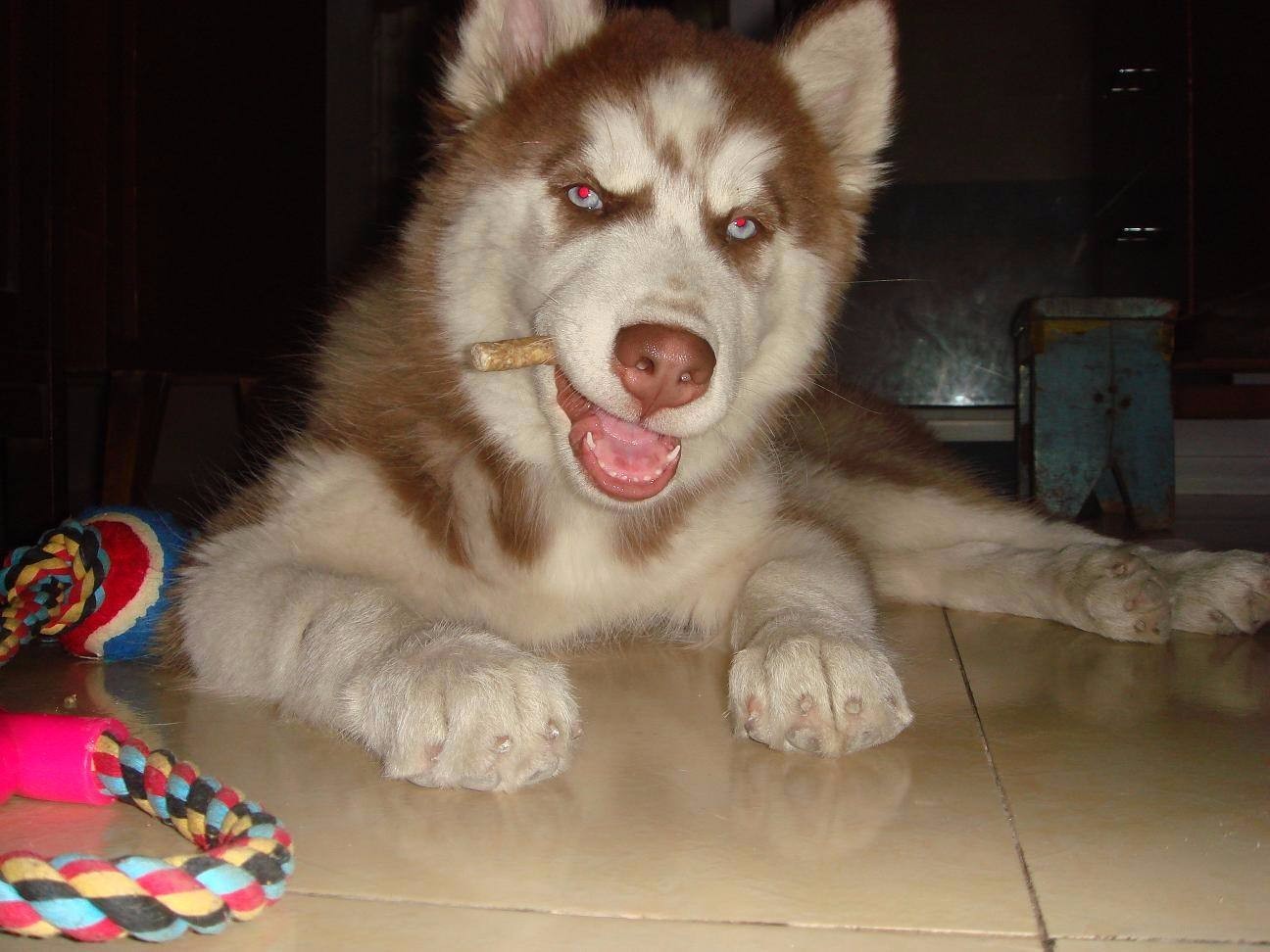 二哈搞笑瞬间,真是一个逗比呀!