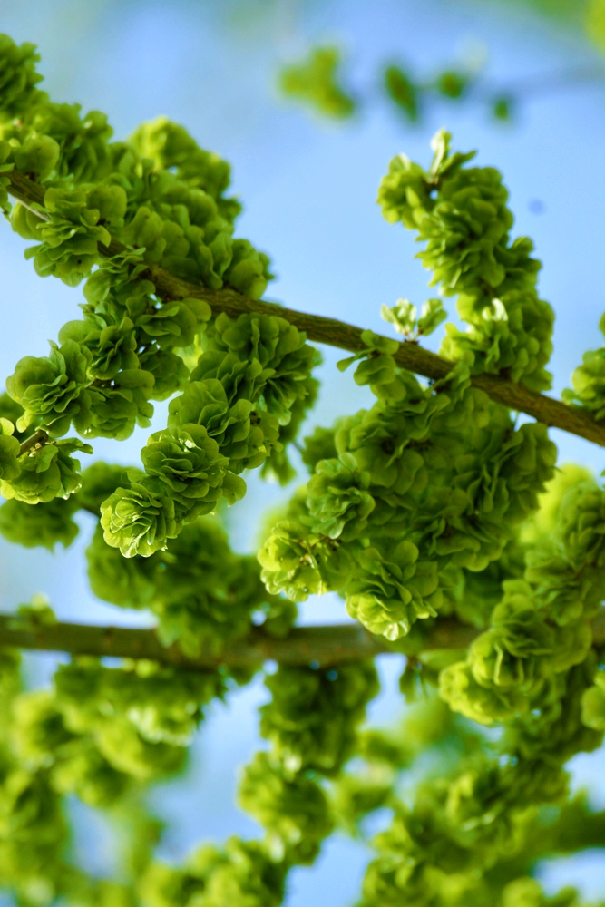 嫩绿的榆钱曾经是美味佳肴原创摄影