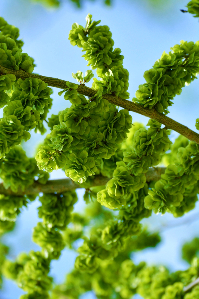 嫩绿的榆钱曾经是美味佳肴原创摄影