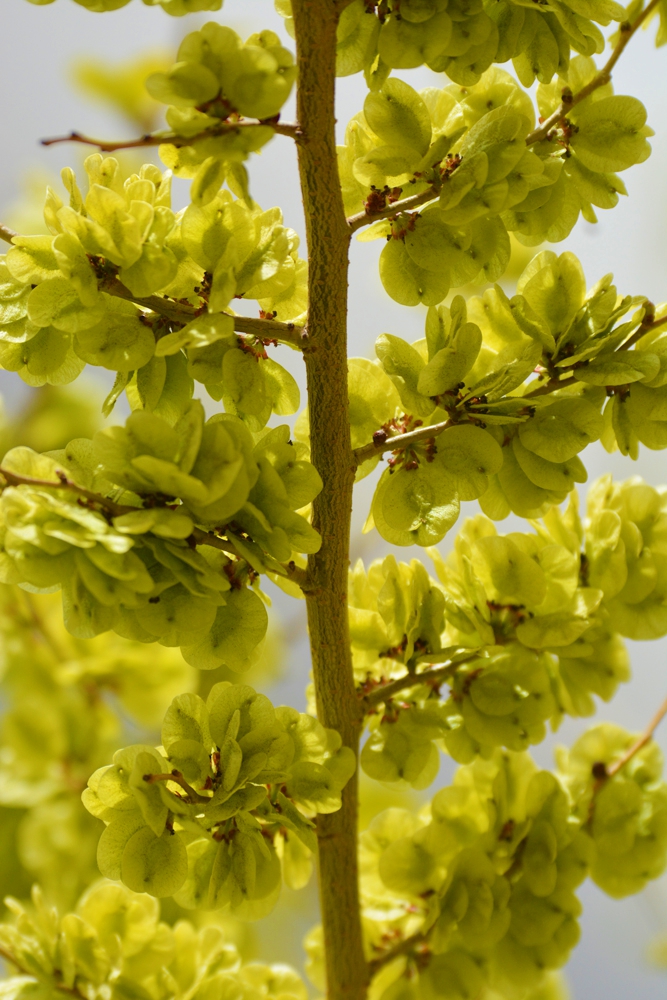 再来一组美丽的金叶榆的榆钱儿原创摄影