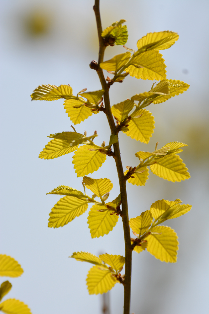 金叶榆的叶子也很漂亮,原创摄影