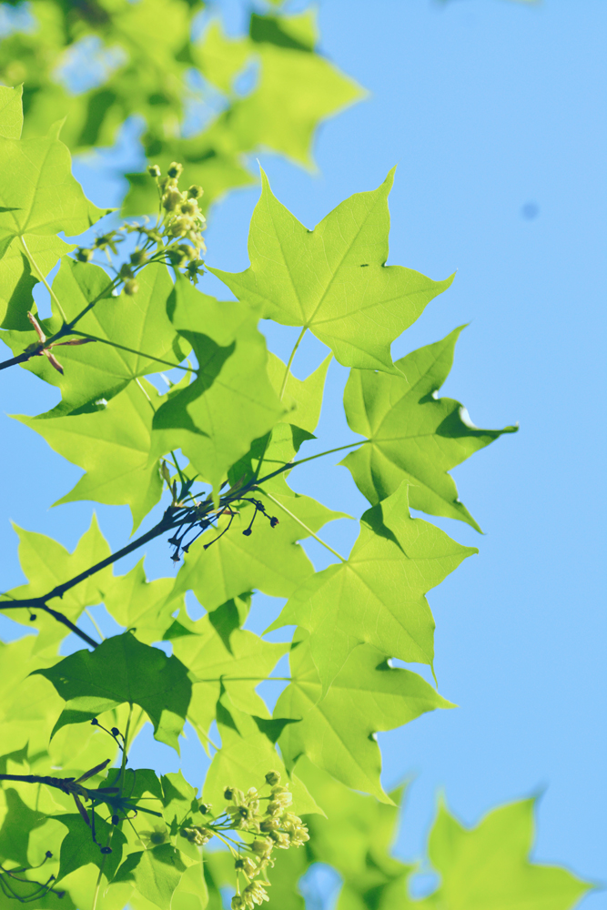 春天五角枫的树叶,原创摄影