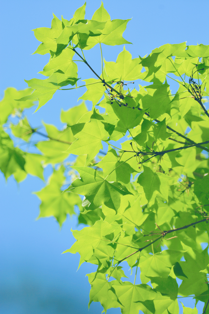 春天五角枫的树叶原创摄影