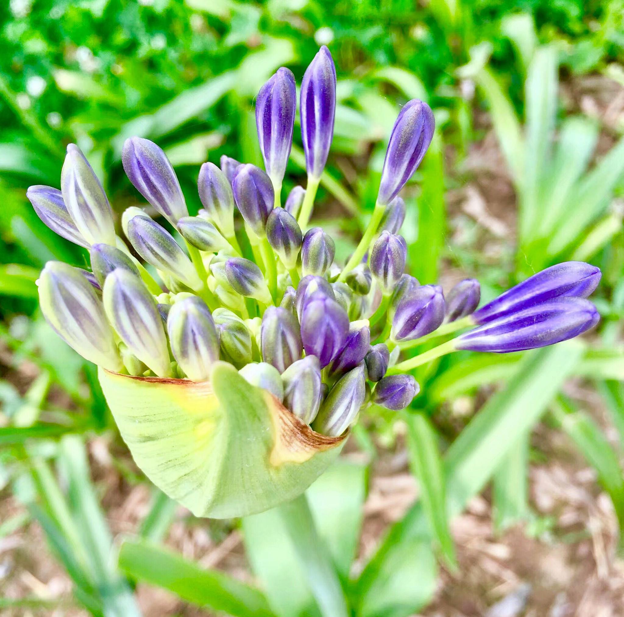 百子莲(百子莲叶子图片)