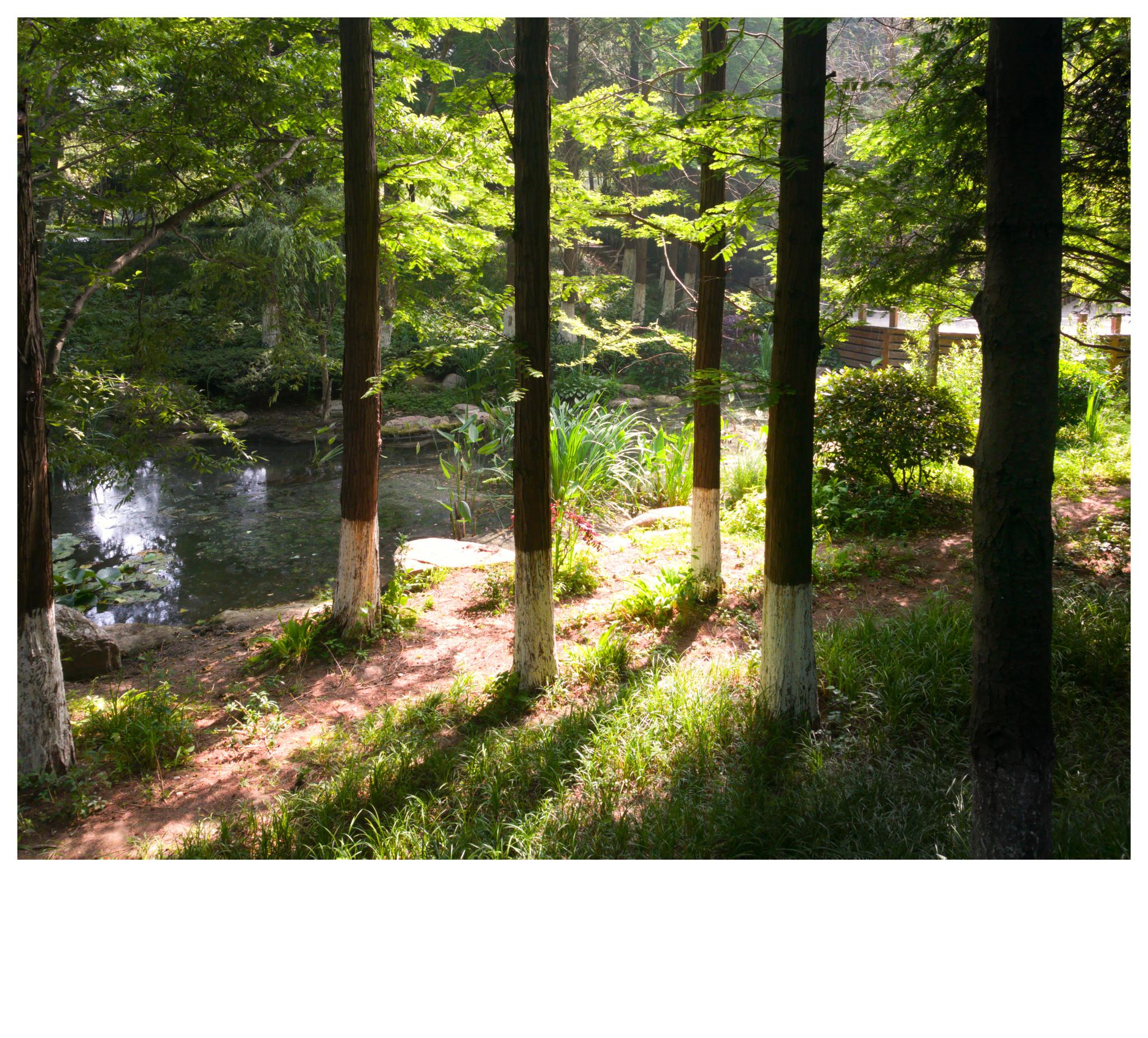 小树林 —— 手机随手拍(原创手机摄影)