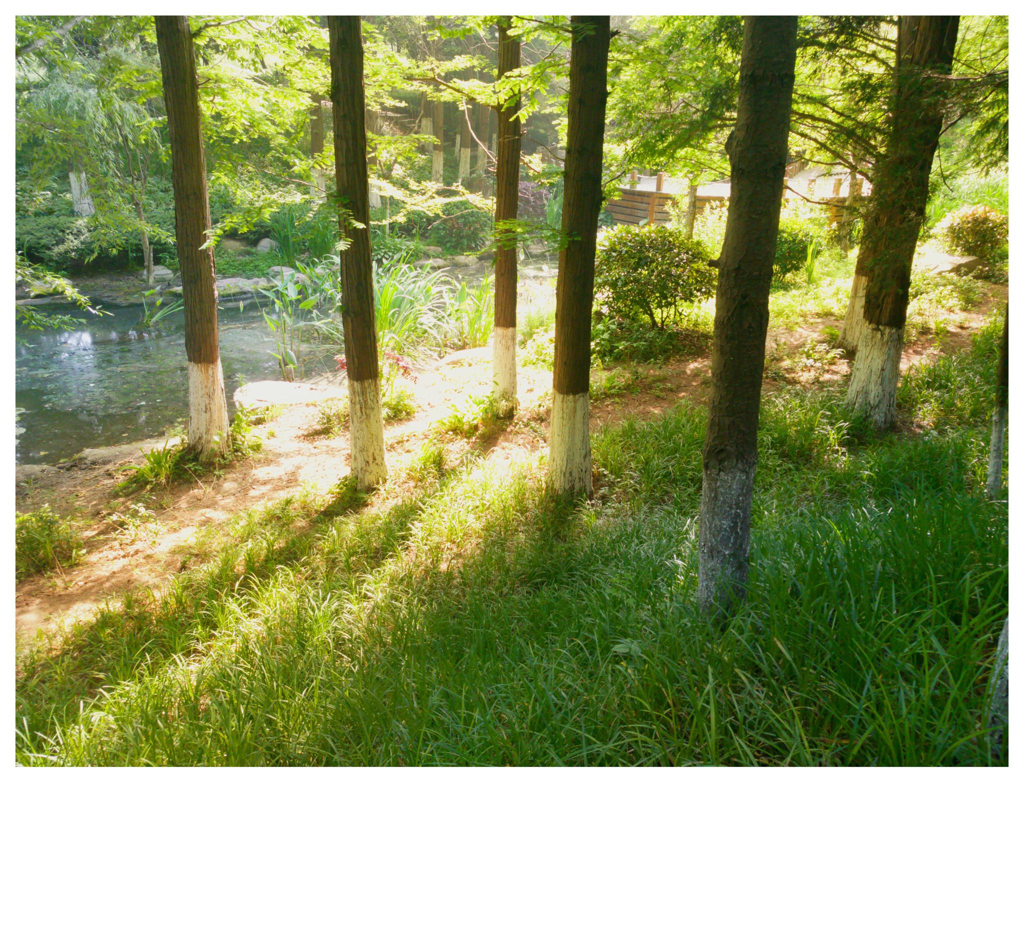 难民危机持续发展:沈阳哪有小树林,2025年沈阳哪有小树林分布与变化解析