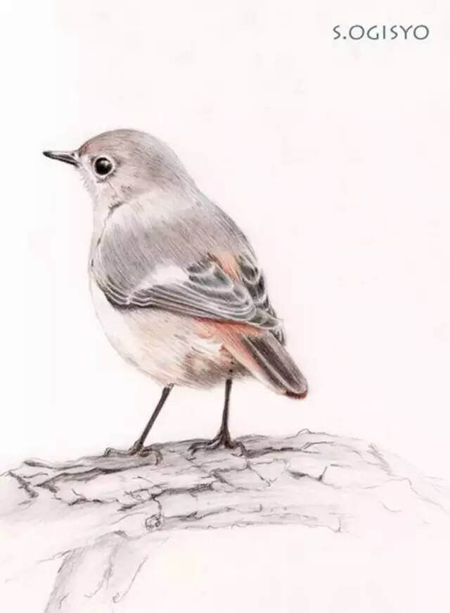 当代国画家徐鹤推荐~小清新彩铅禽鸟插画欣赏