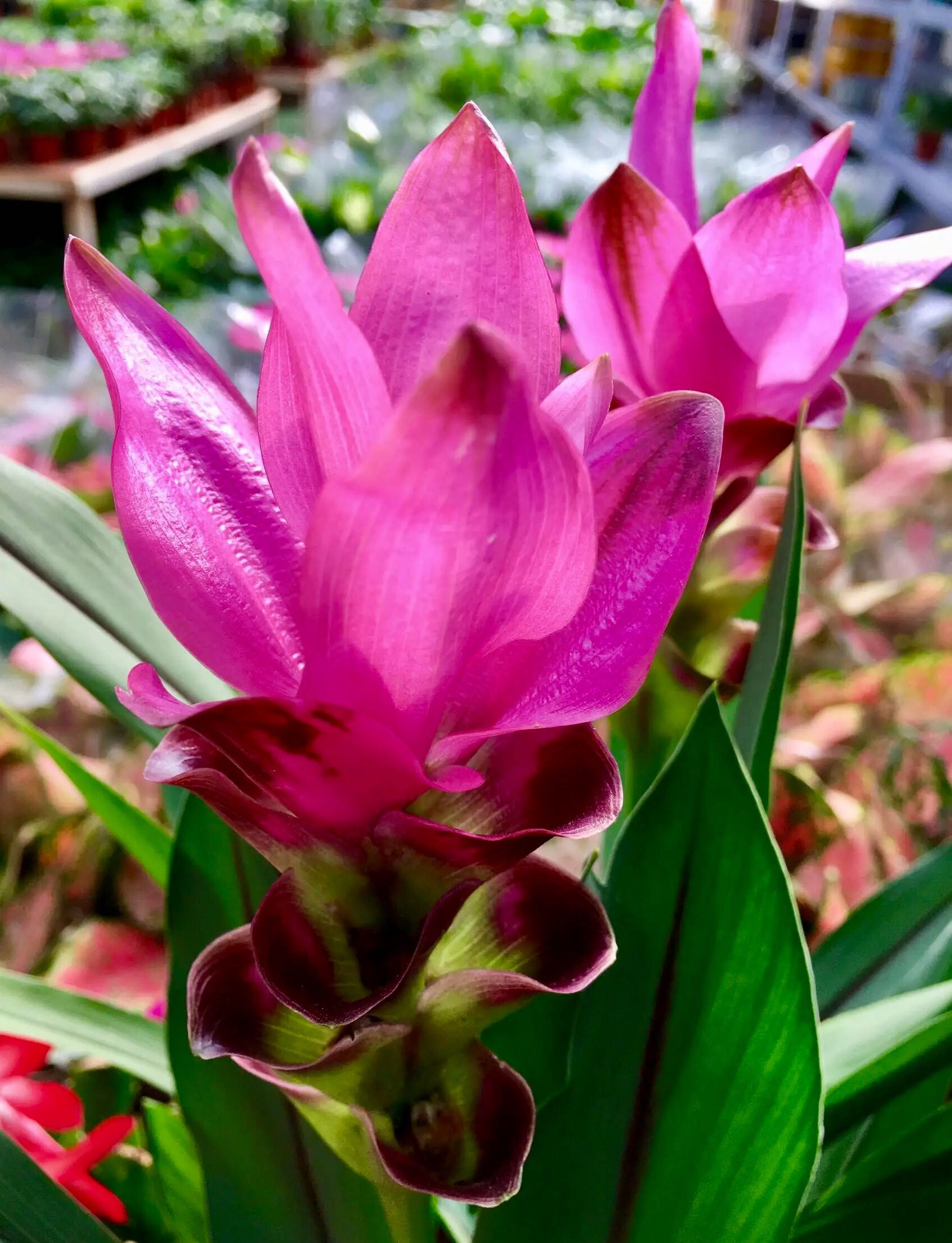 花卉摄影·姜荷花