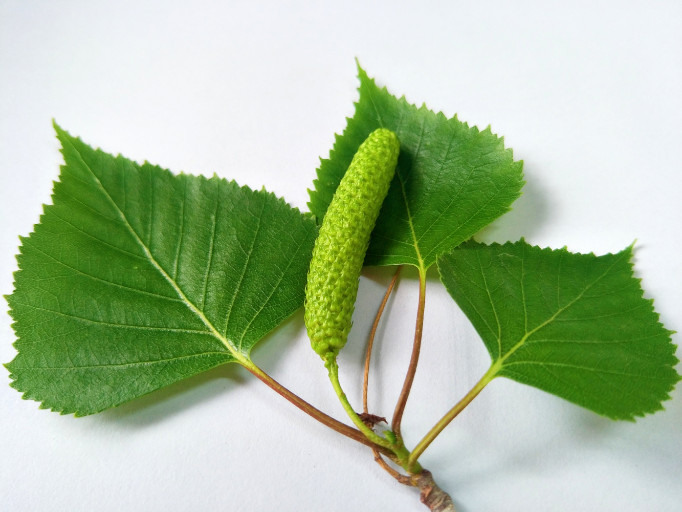 白桦树的青涩的种子,毛茸茸的可爱,原创摄影