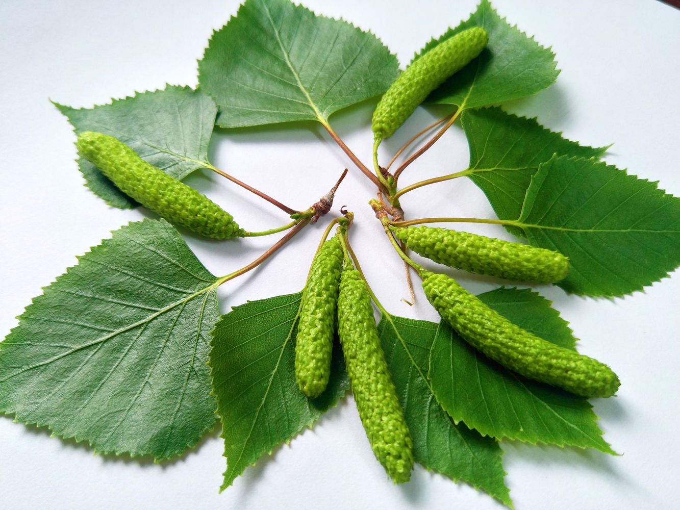 白桦树的青涩的种子,毛茸茸的可爱,原创摄影