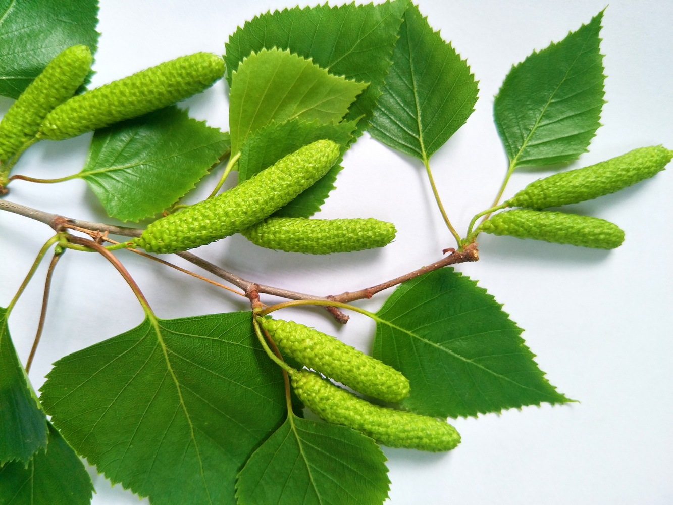 白桦树的青涩的种子毛茸茸的可爱原创摄影