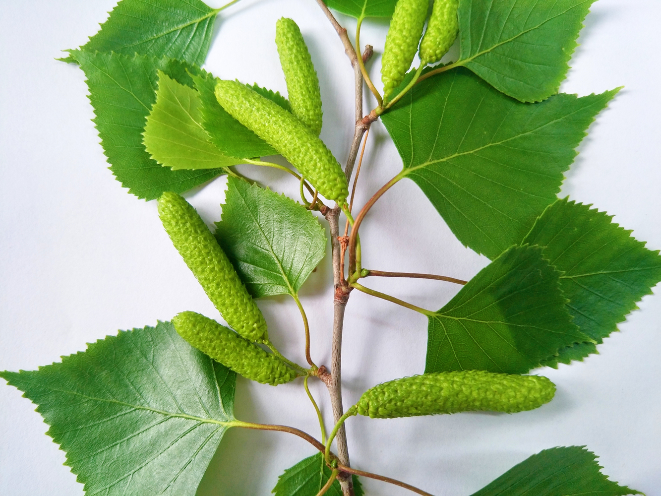 白桦树的青涩的种子,毛茸茸的可爱,原创摄影