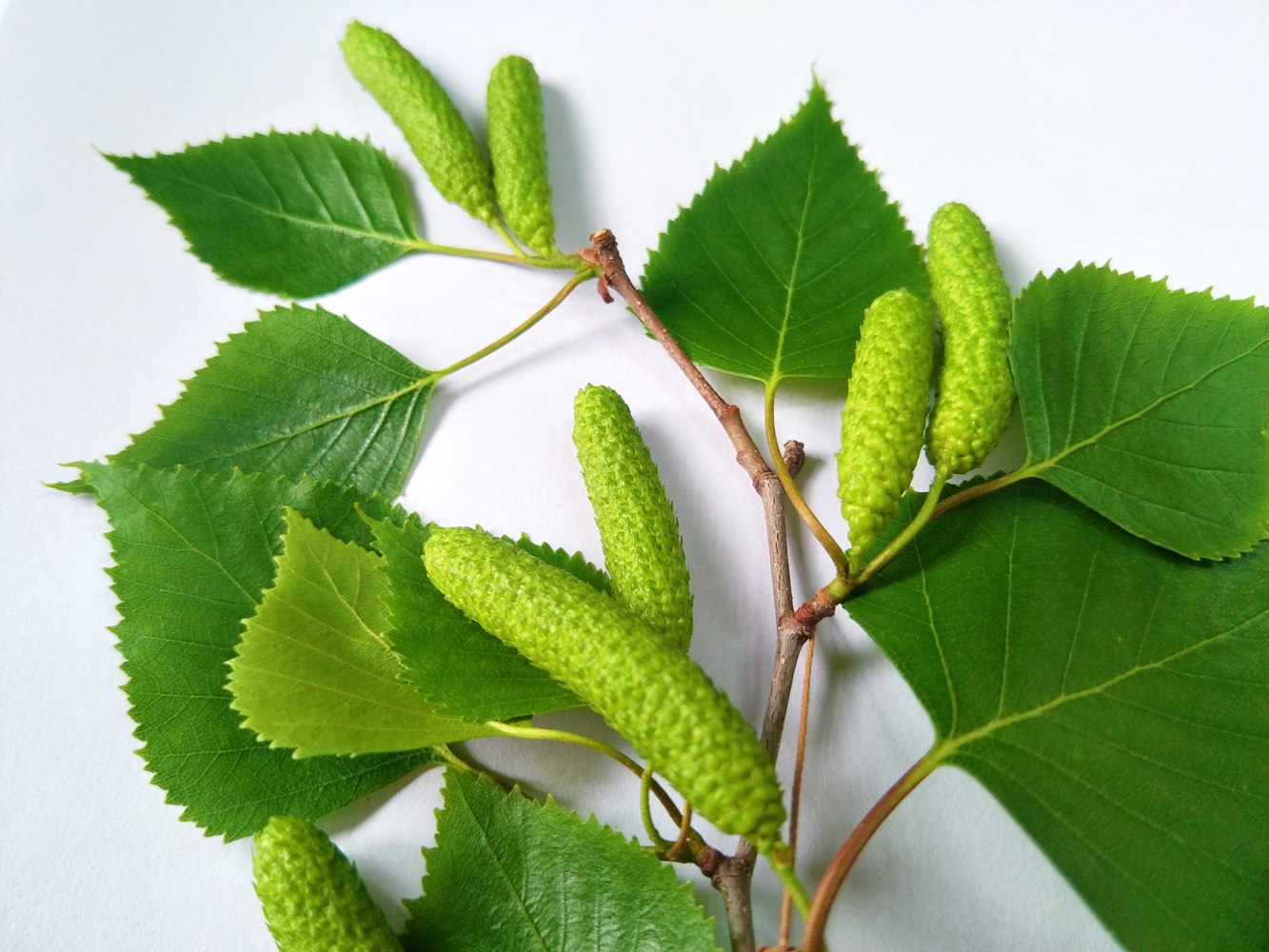 白桦树的青涩的种子,毛茸茸的可爱,原创摄影