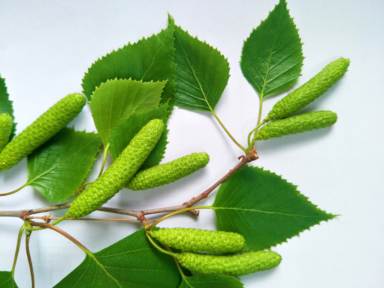 白桦树的青涩的种子,毛茸茸的可爱,原创摄影