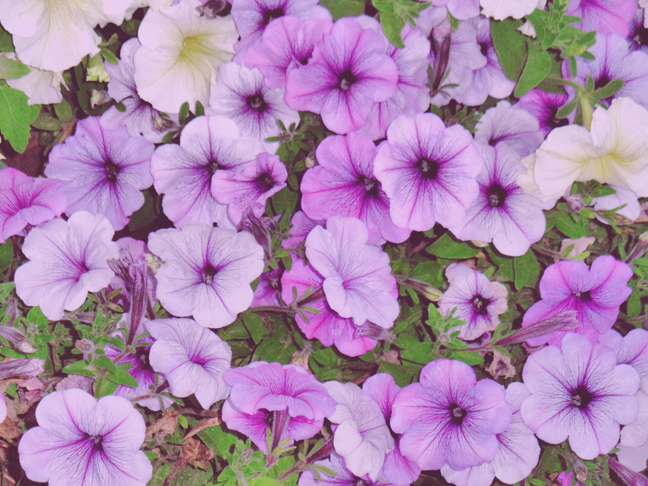 粉紫色的矮牵牛花,原创拍摄