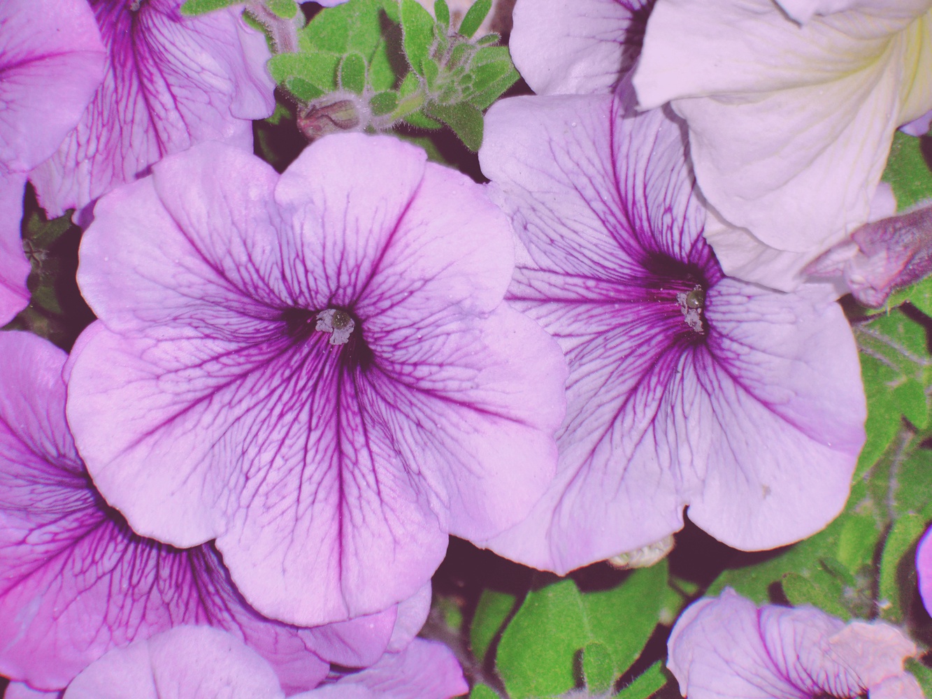 粉紫色的矮牵牛花,原创拍摄