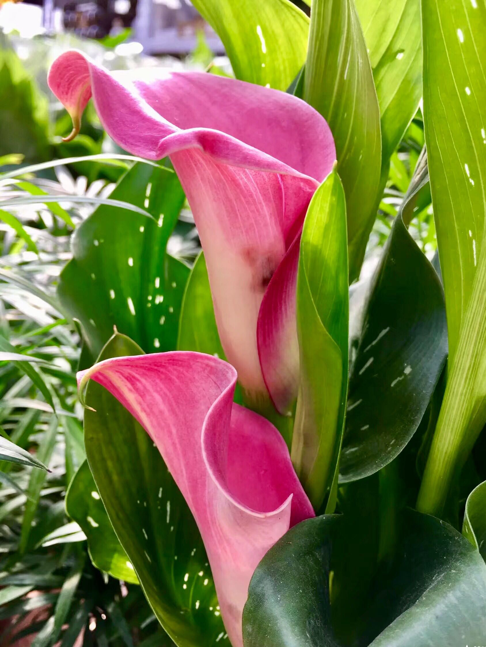 花卉摄影·马蹄莲|马蹄莲|花卉|摄影_新浪新闻