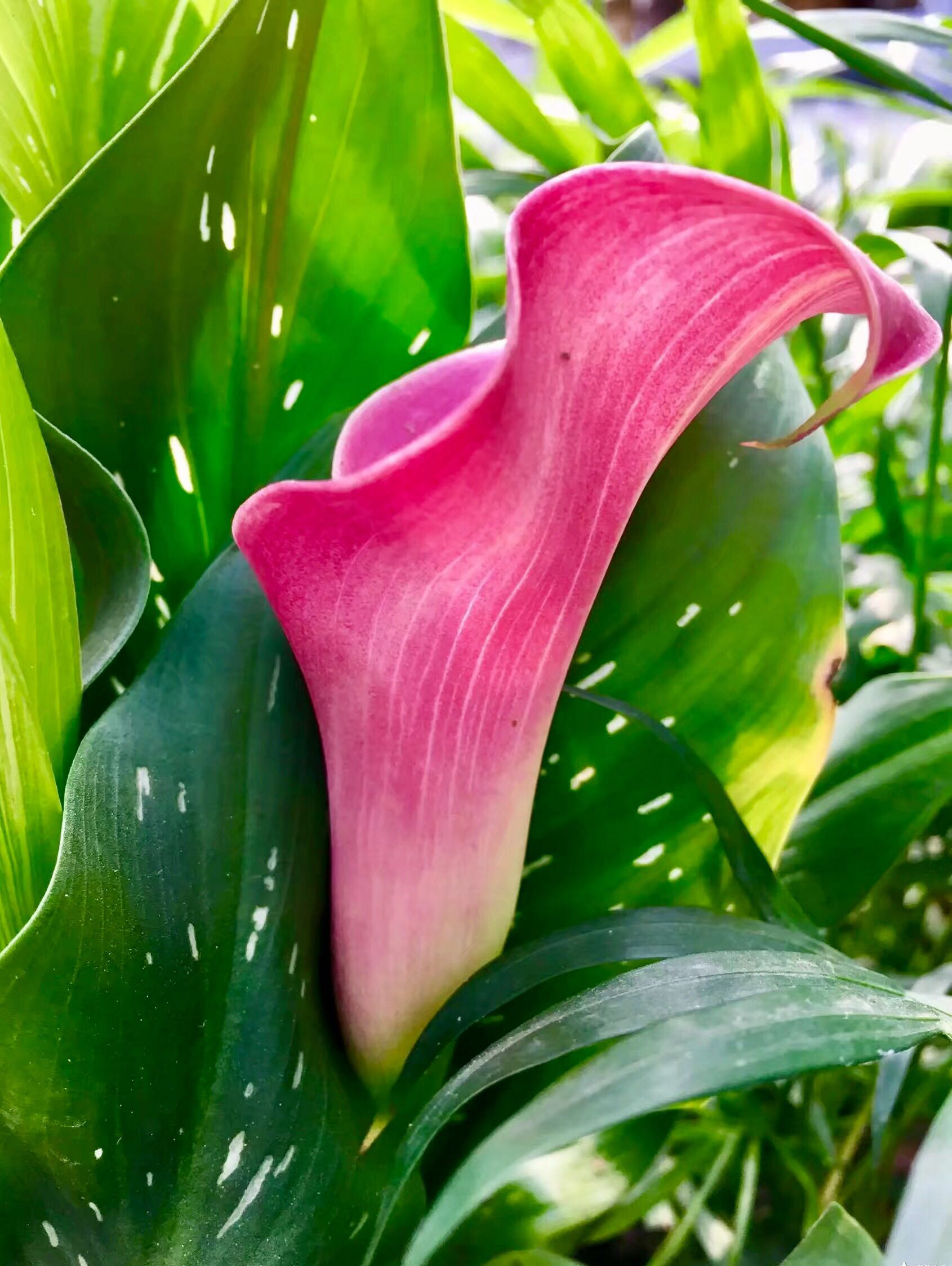 花卉摄影马蹄莲