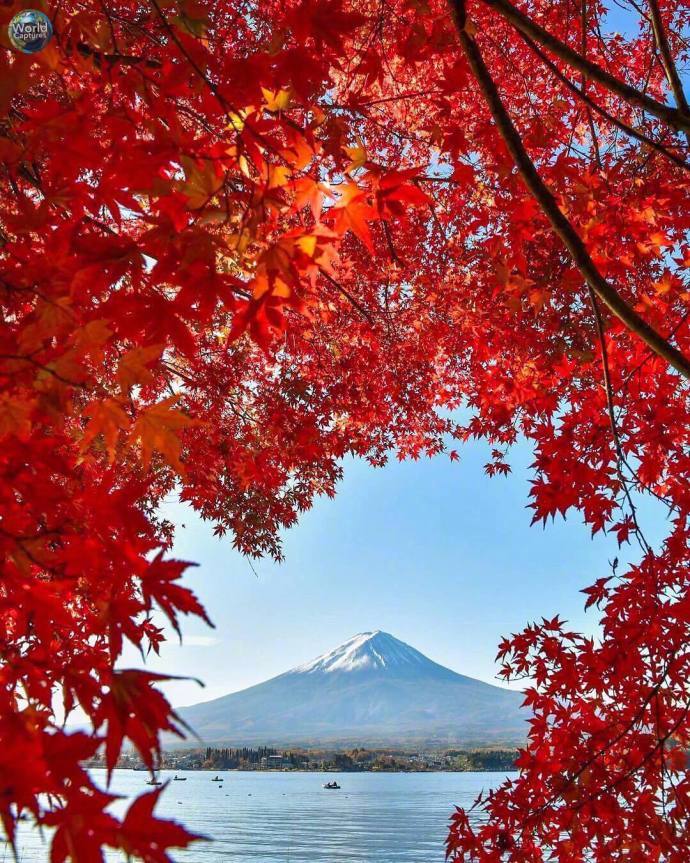 富士山下的枫红景色__财经头条