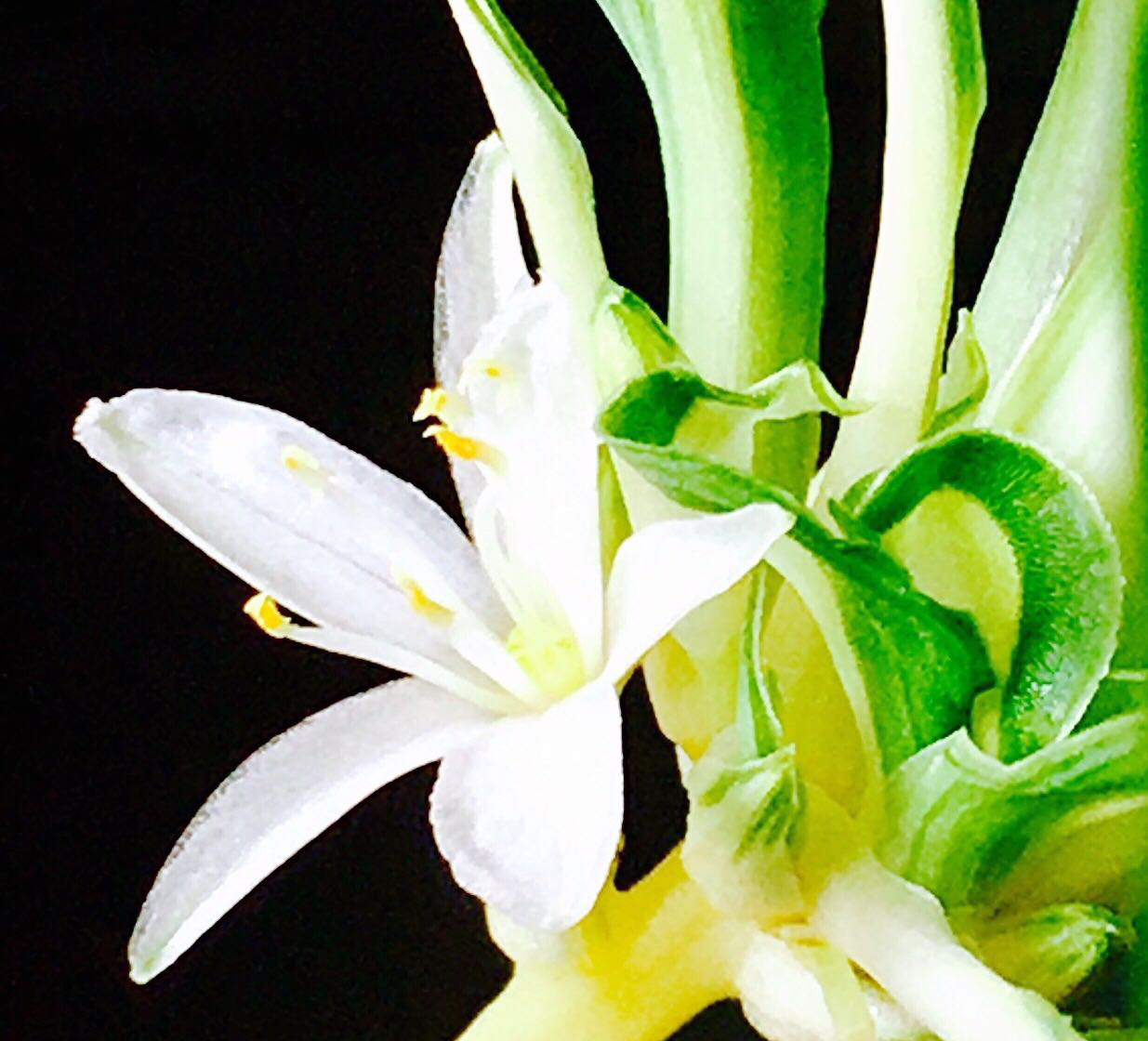 花卉摄影·吊兰花开|吊兰花|花卉|摄影_新浪新闻