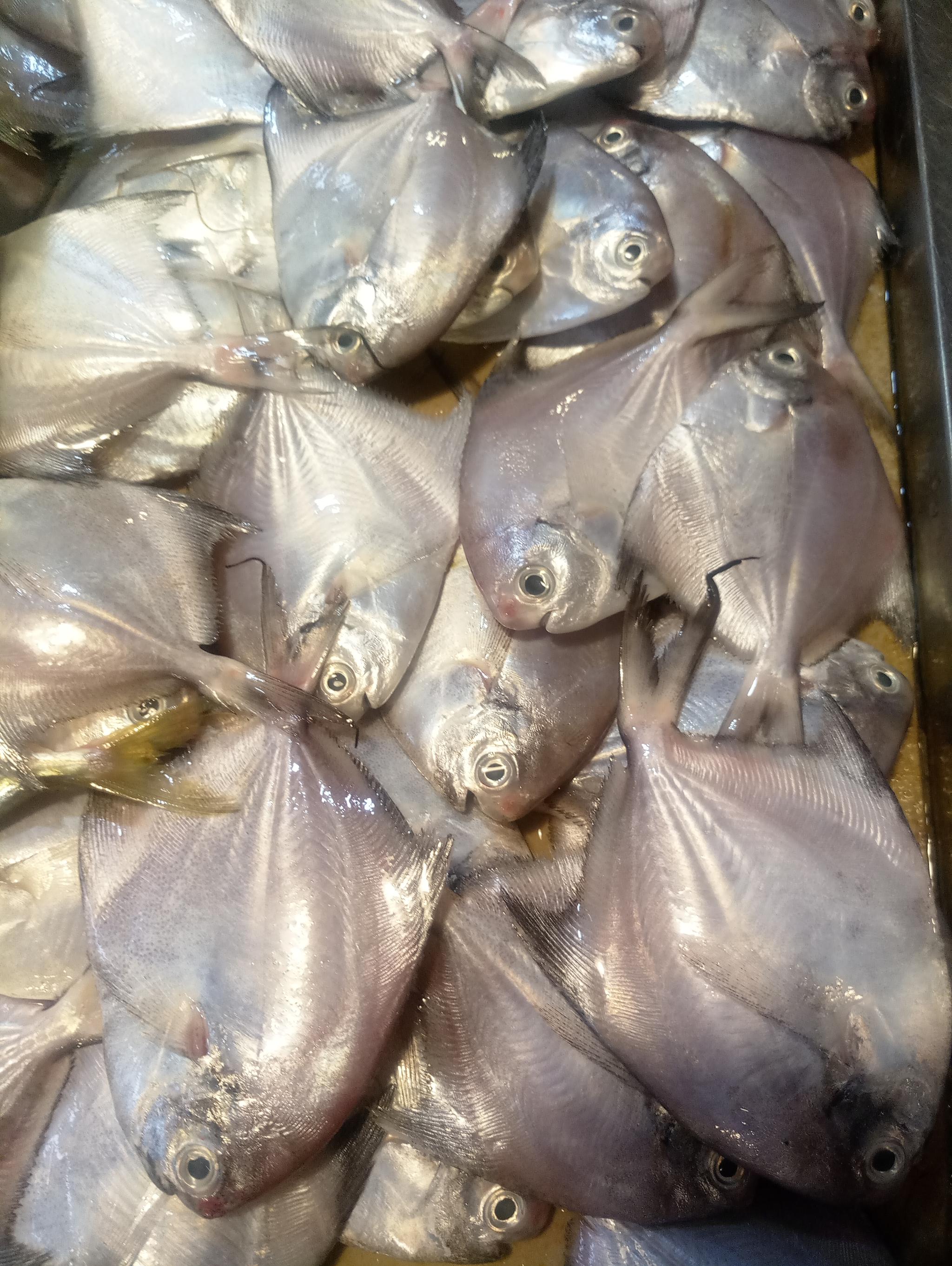 新鲜小白鲳鱼,好东西.沙钻鱼,沙尖鱼,北部湾人民的最爱,干煎最佳.