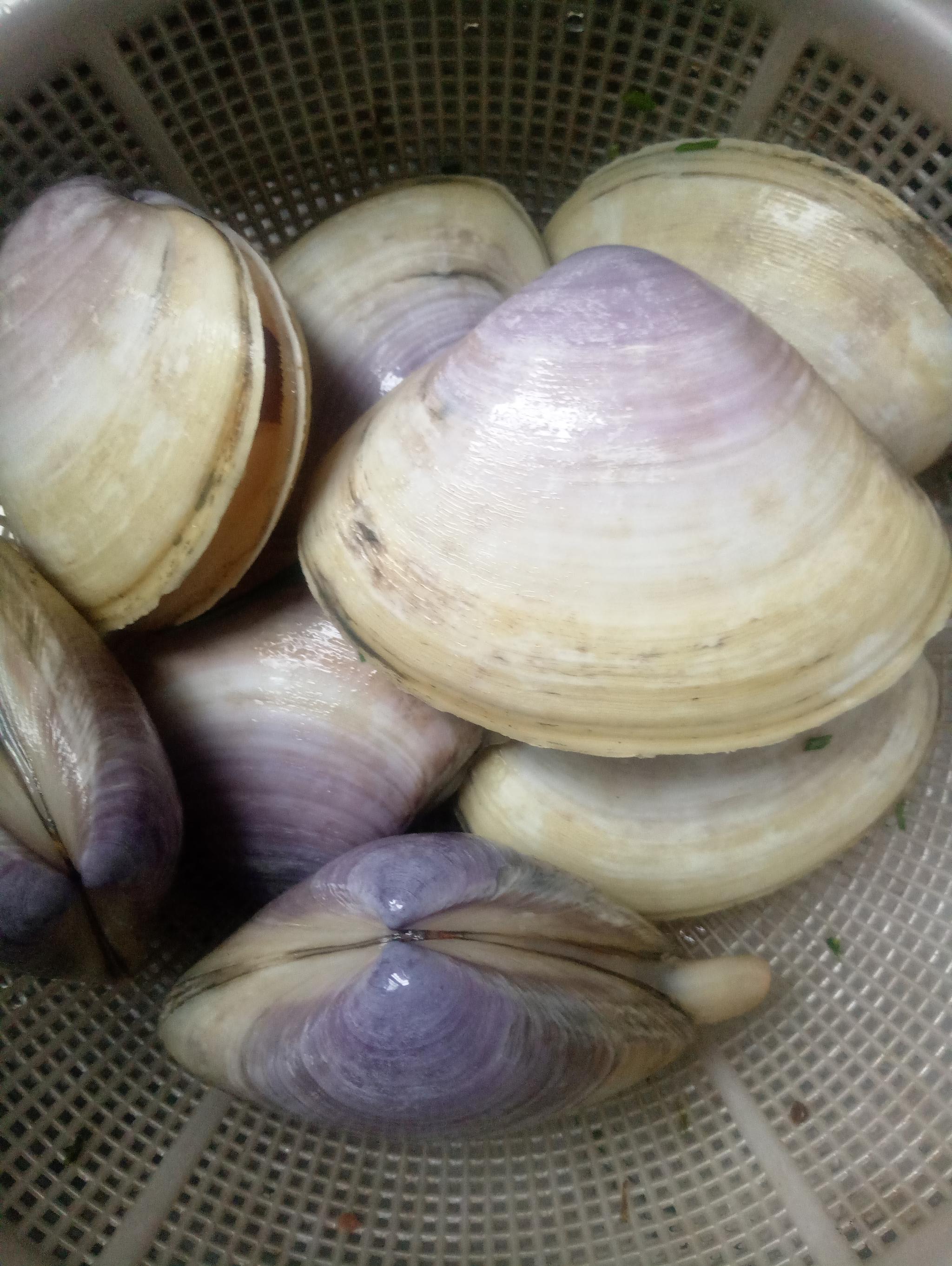 贵妃蚌 红卵 西施舌 煲鸡粥 鲜美异常 食完舔嘴 贵妃蚌 红卵 西施舌 煲鸡粥 鲜美异常 食完舔嘴