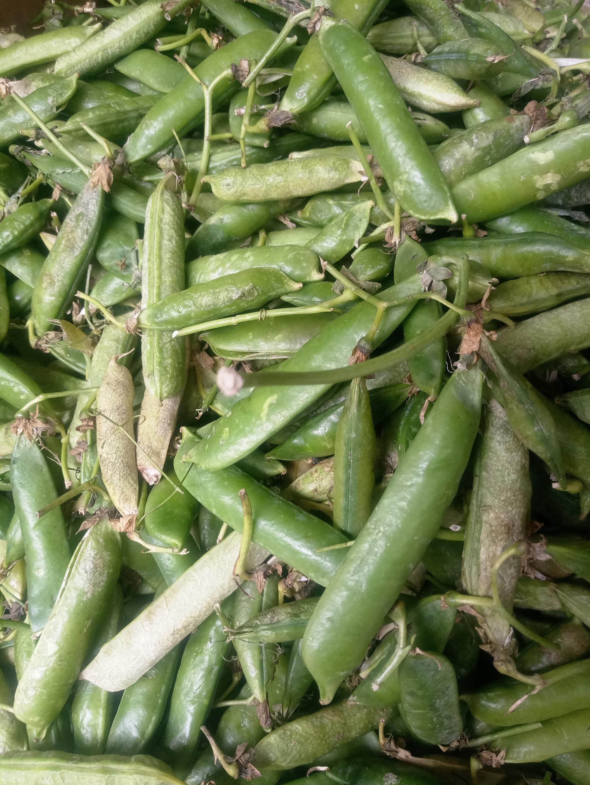 青黄不接的四月瓜菜看起来也状态略逊