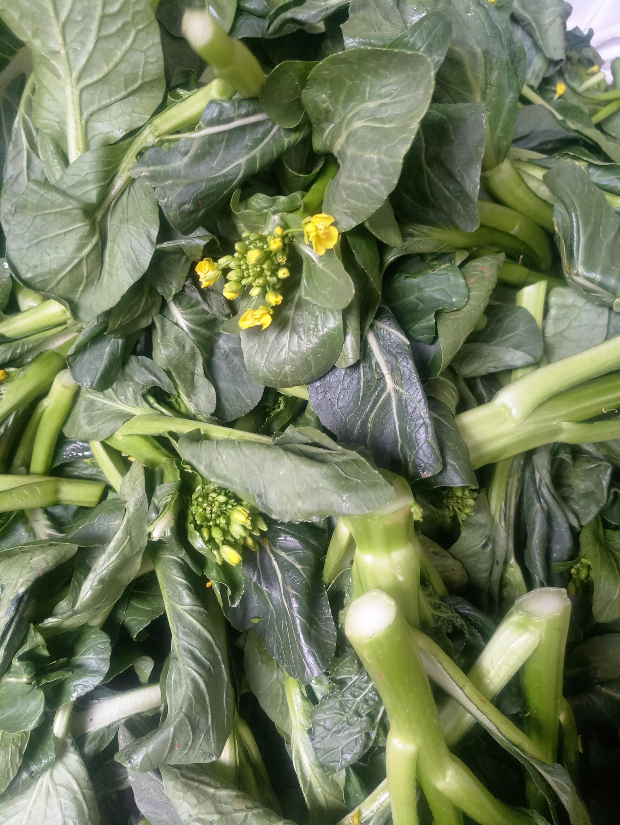 青黄不接的四月瓜菜看起来也状态略逊