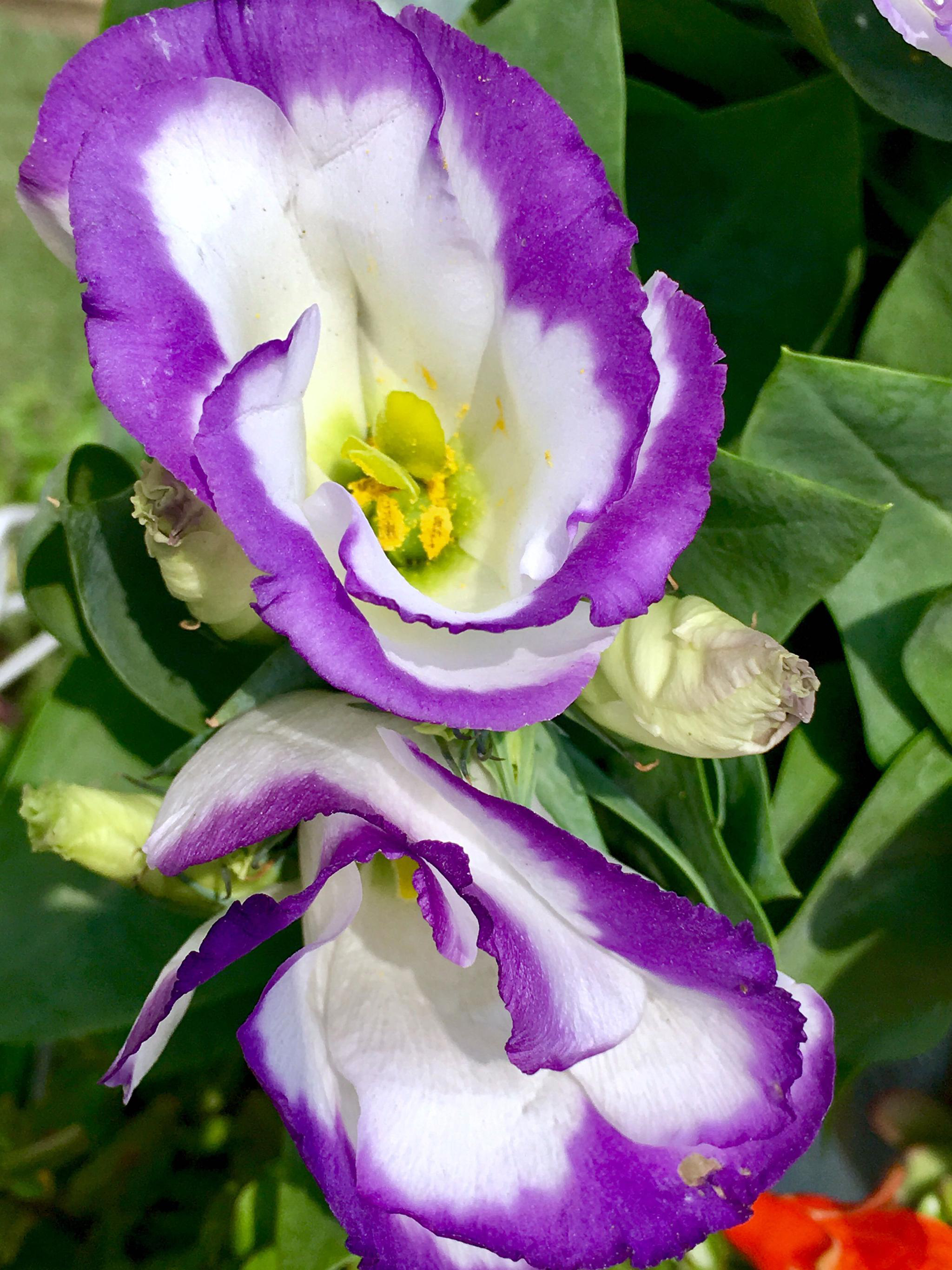 花卉摄影洋桔梗花