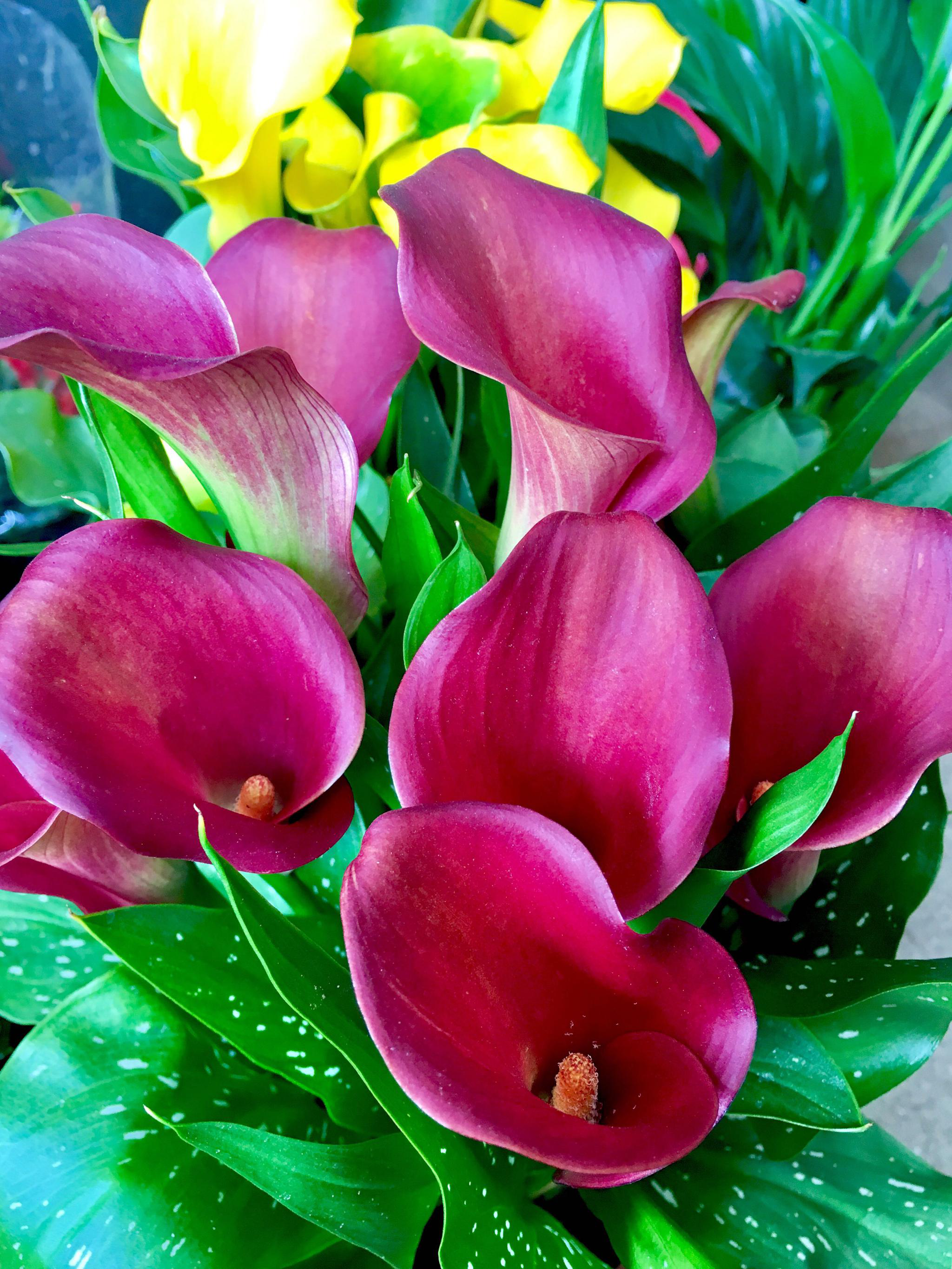 花卉摄影彩色马蹄莲