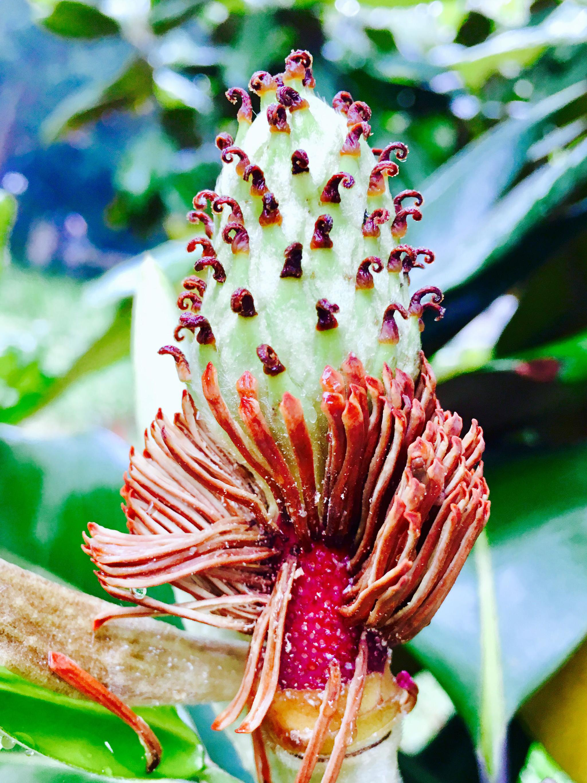 洁白而硕大的花广玉兰