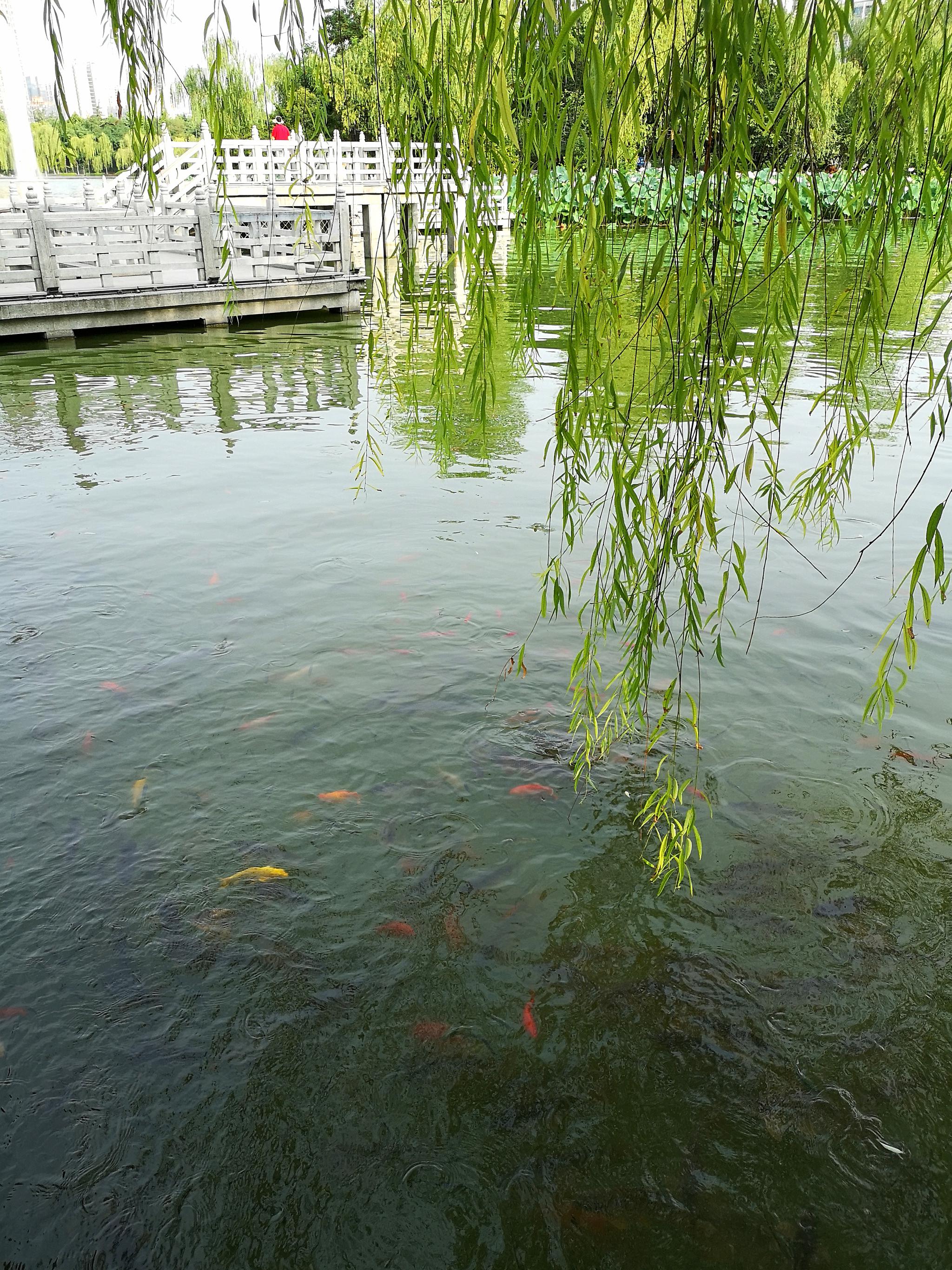 西安丰庆公园水中的游鱼