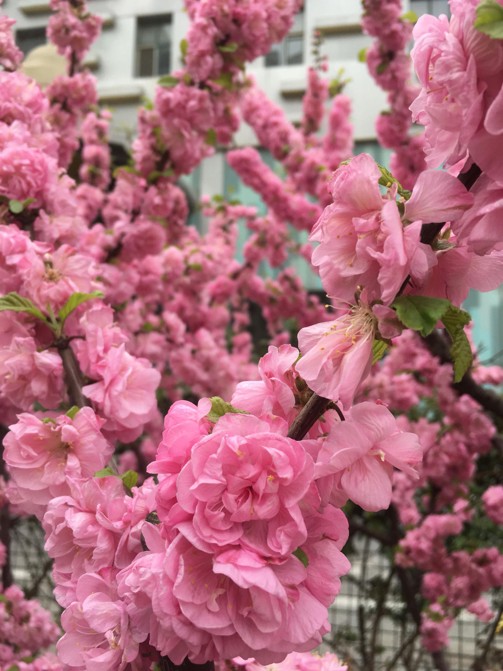 繁花锦簇的春天