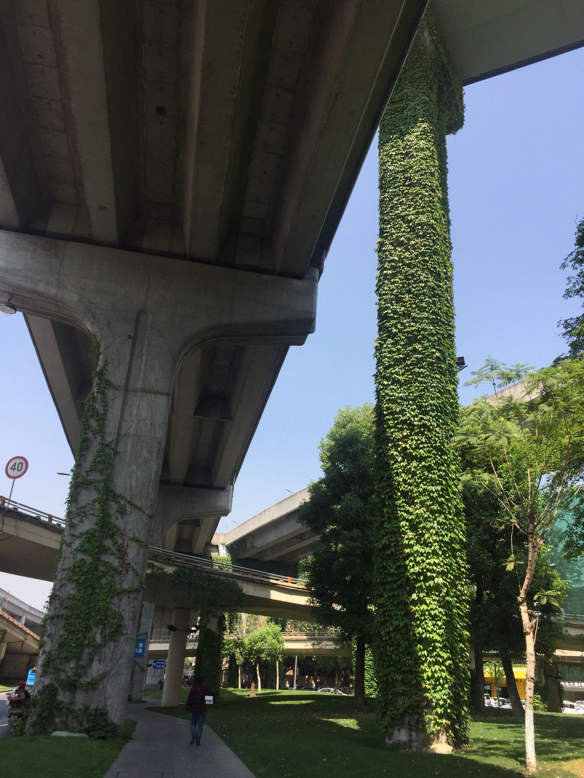 绿意盎然,成都二环高架长满爬山虎