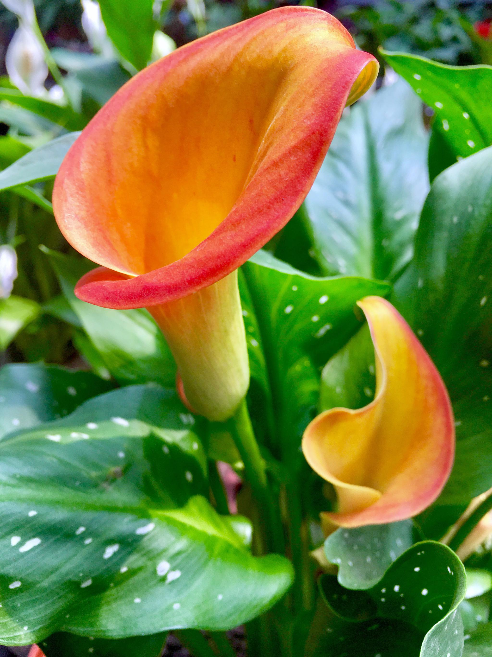 花卉摄影·彩色马蹄莲