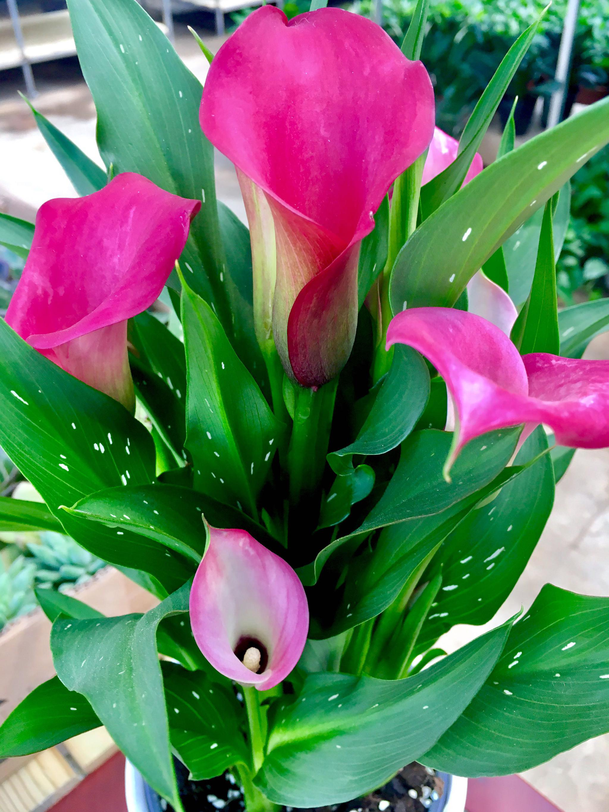 花卉摄影彩色马蹄莲