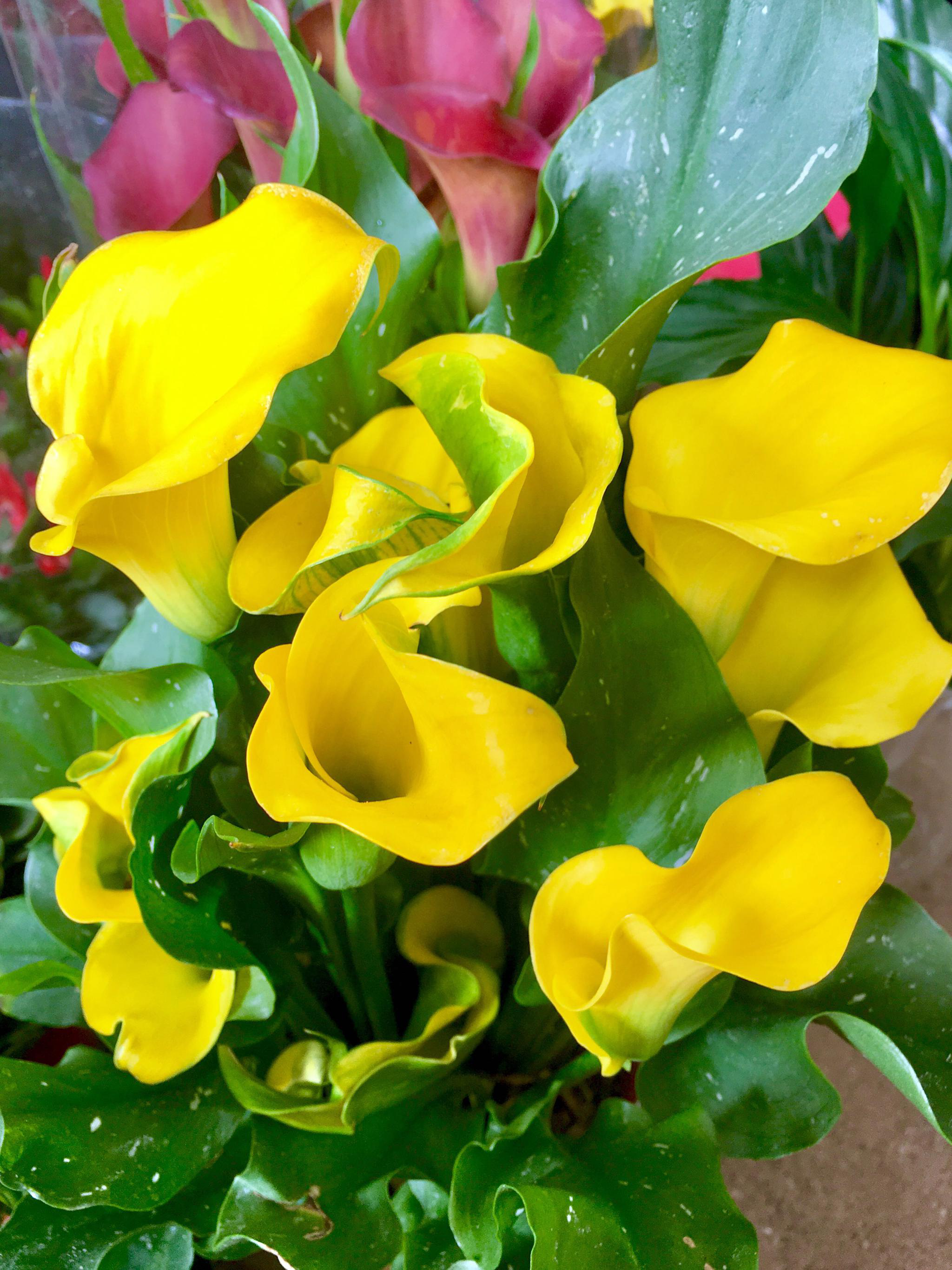 花卉摄影彩色马蹄莲