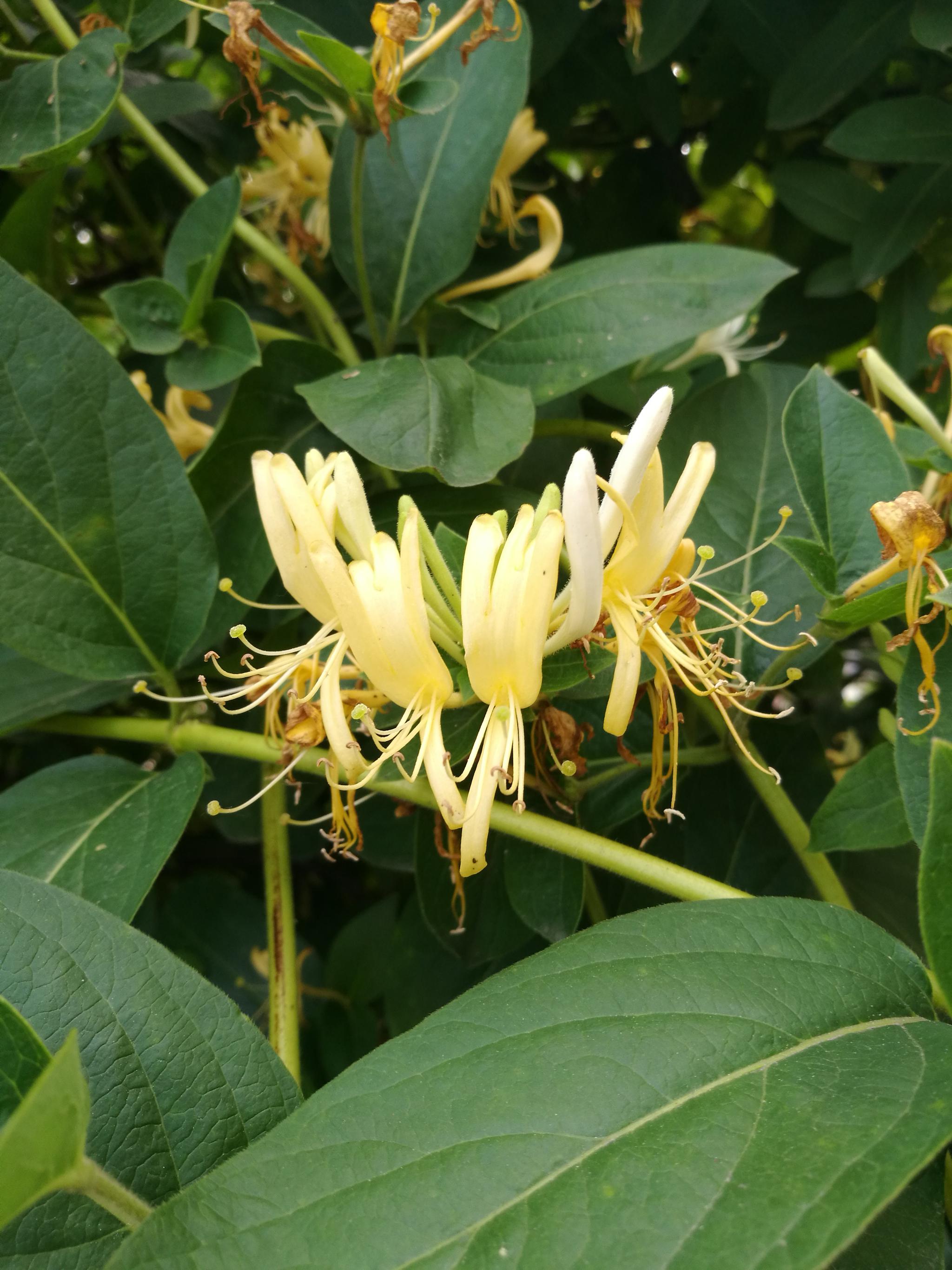 金银花开清香扑鼻