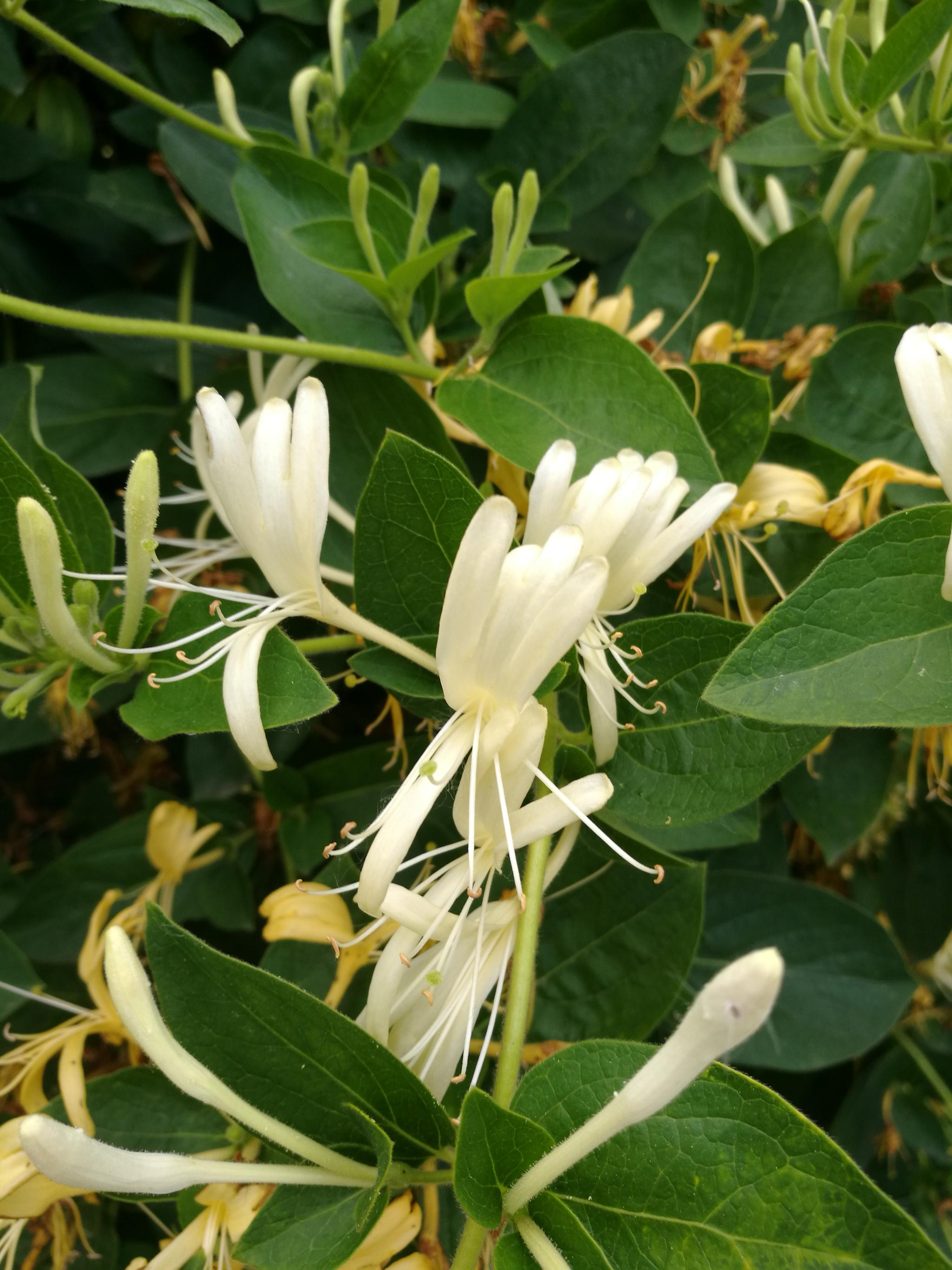 金银花开清香扑鼻