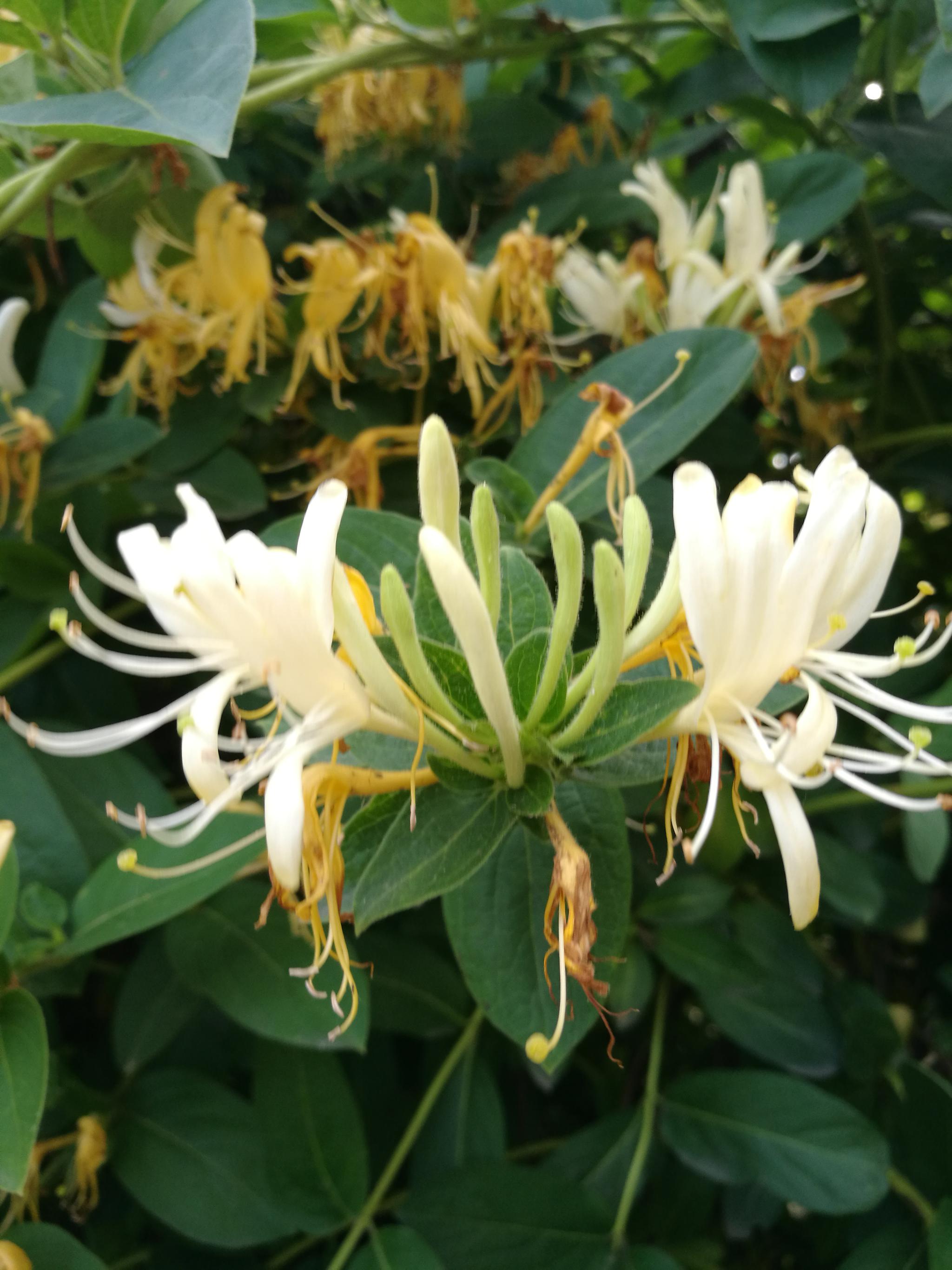 金银花开清香扑鼻