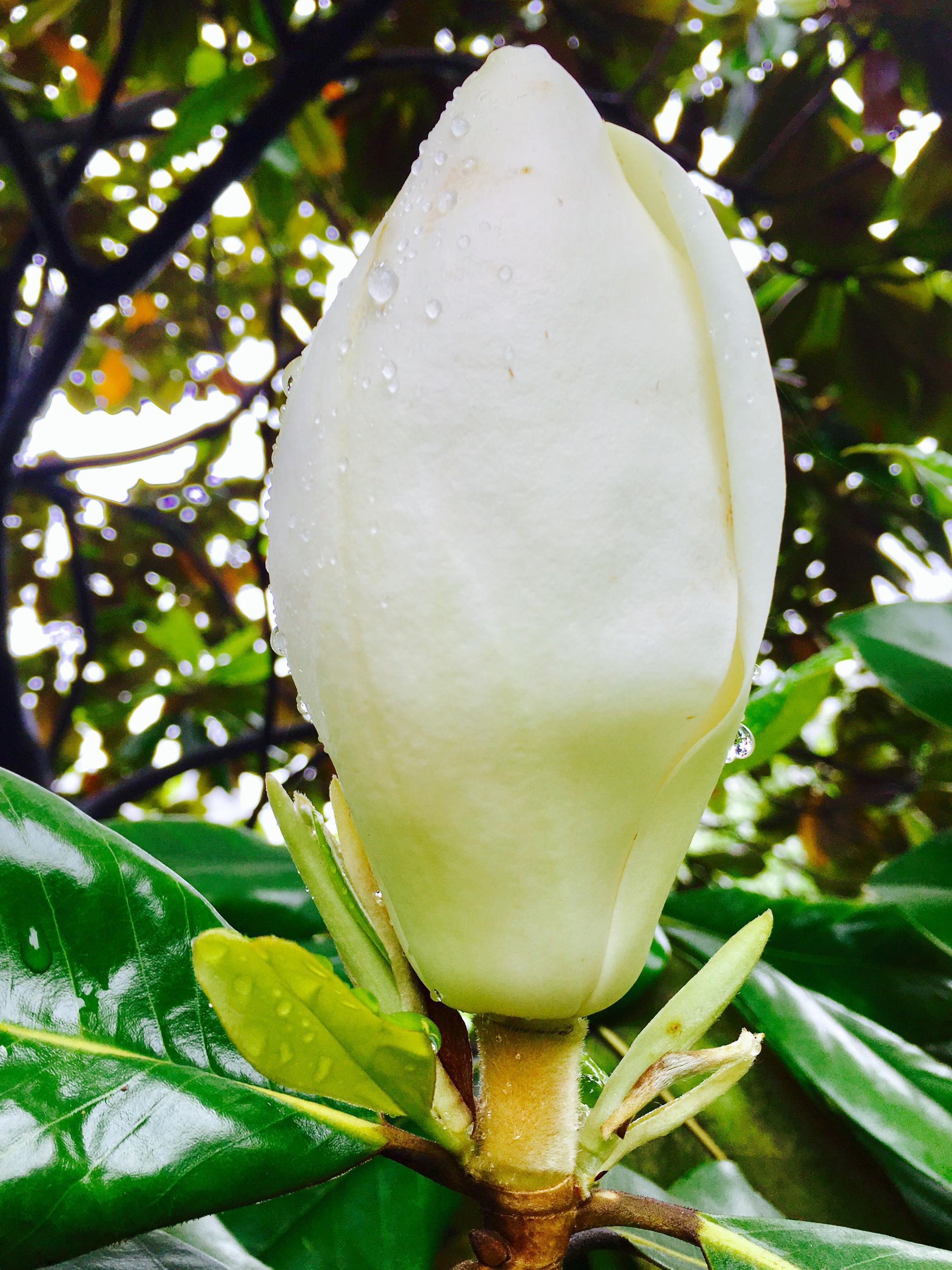 洁白而硕大的花广玉兰