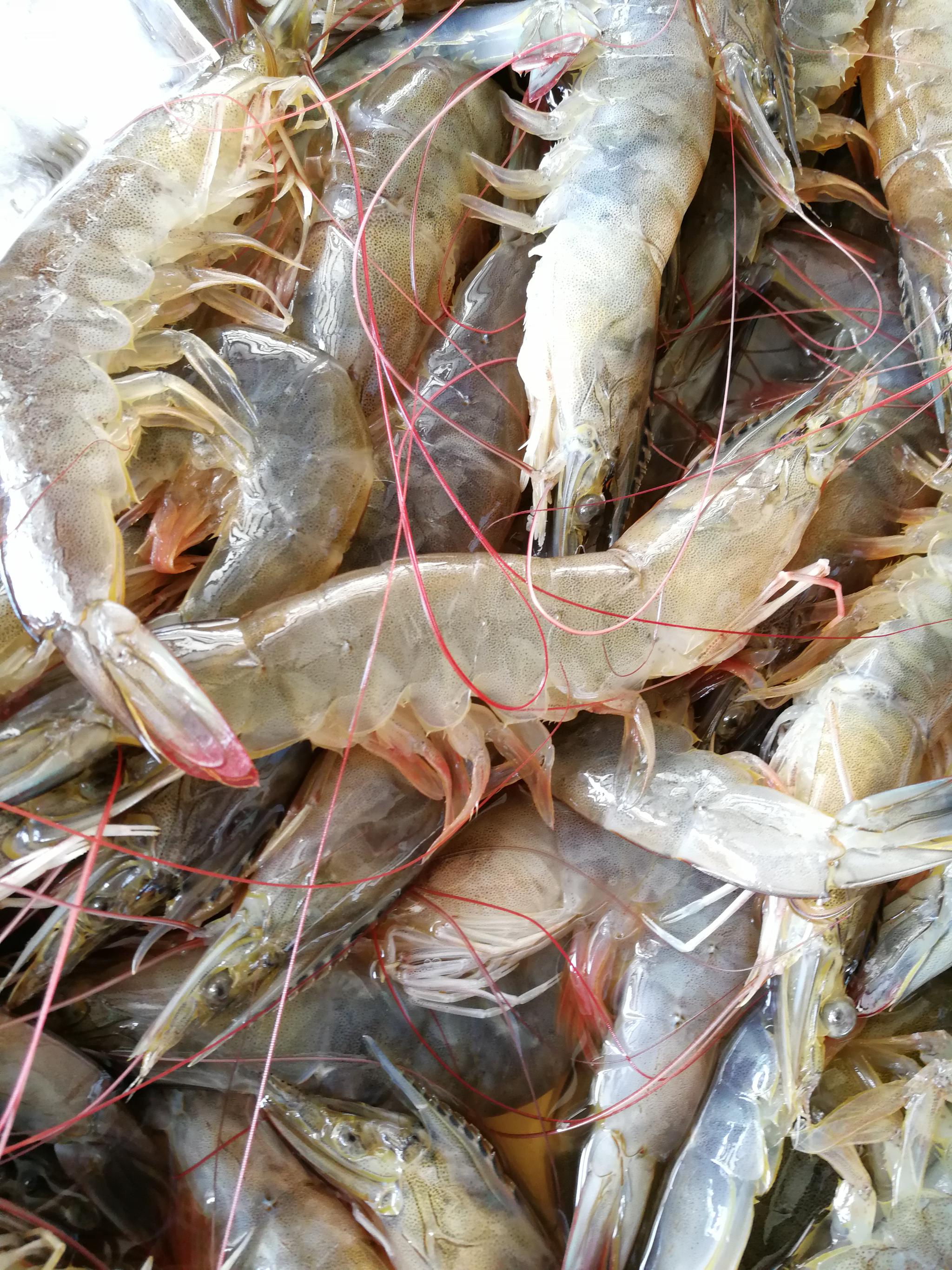 《吴川吴阳海鲜》吴阳属三江汇流口,海产品丰富味鲜