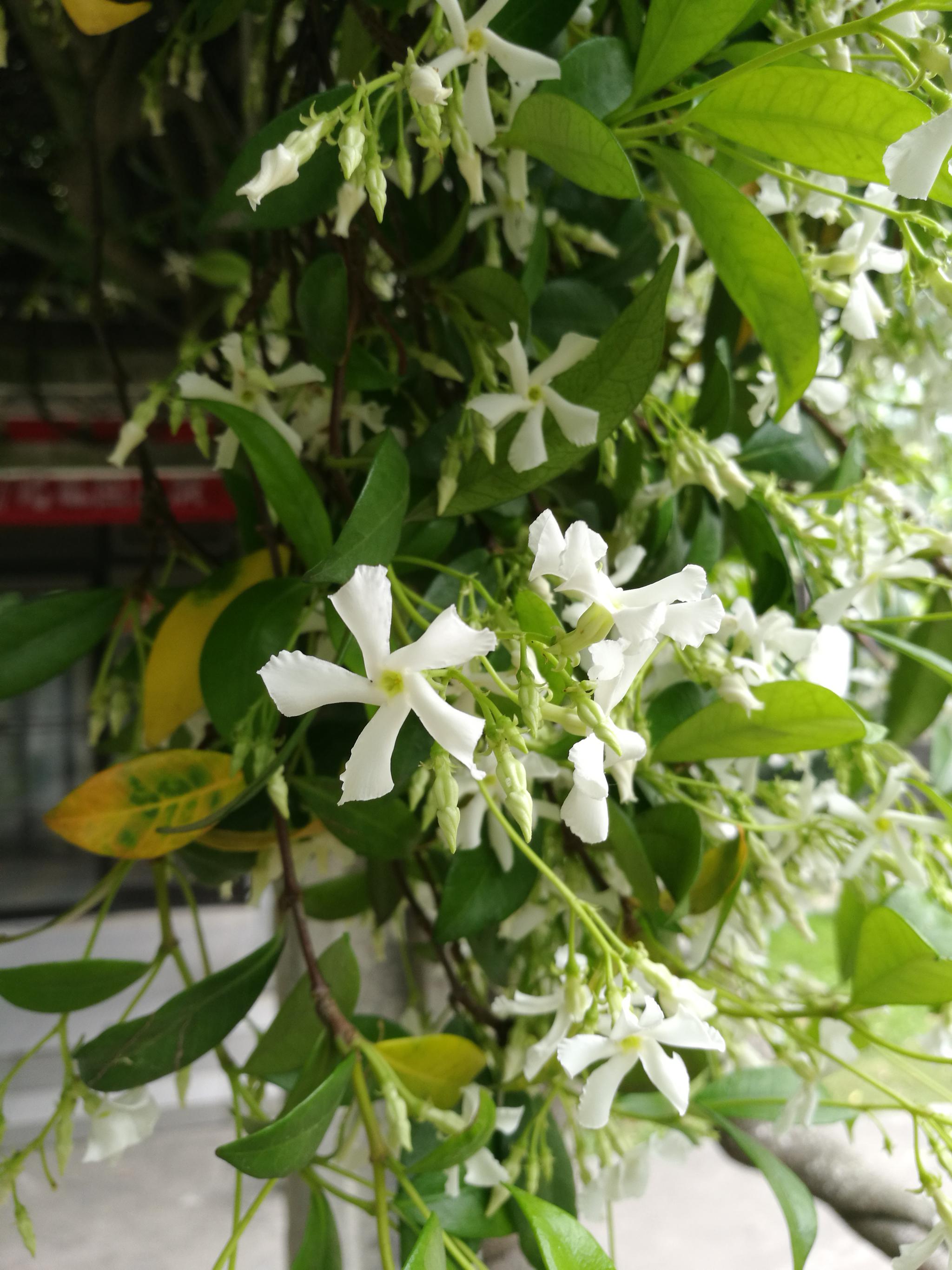 如皋水绘园的络石开花啦130年的络石花香四溢