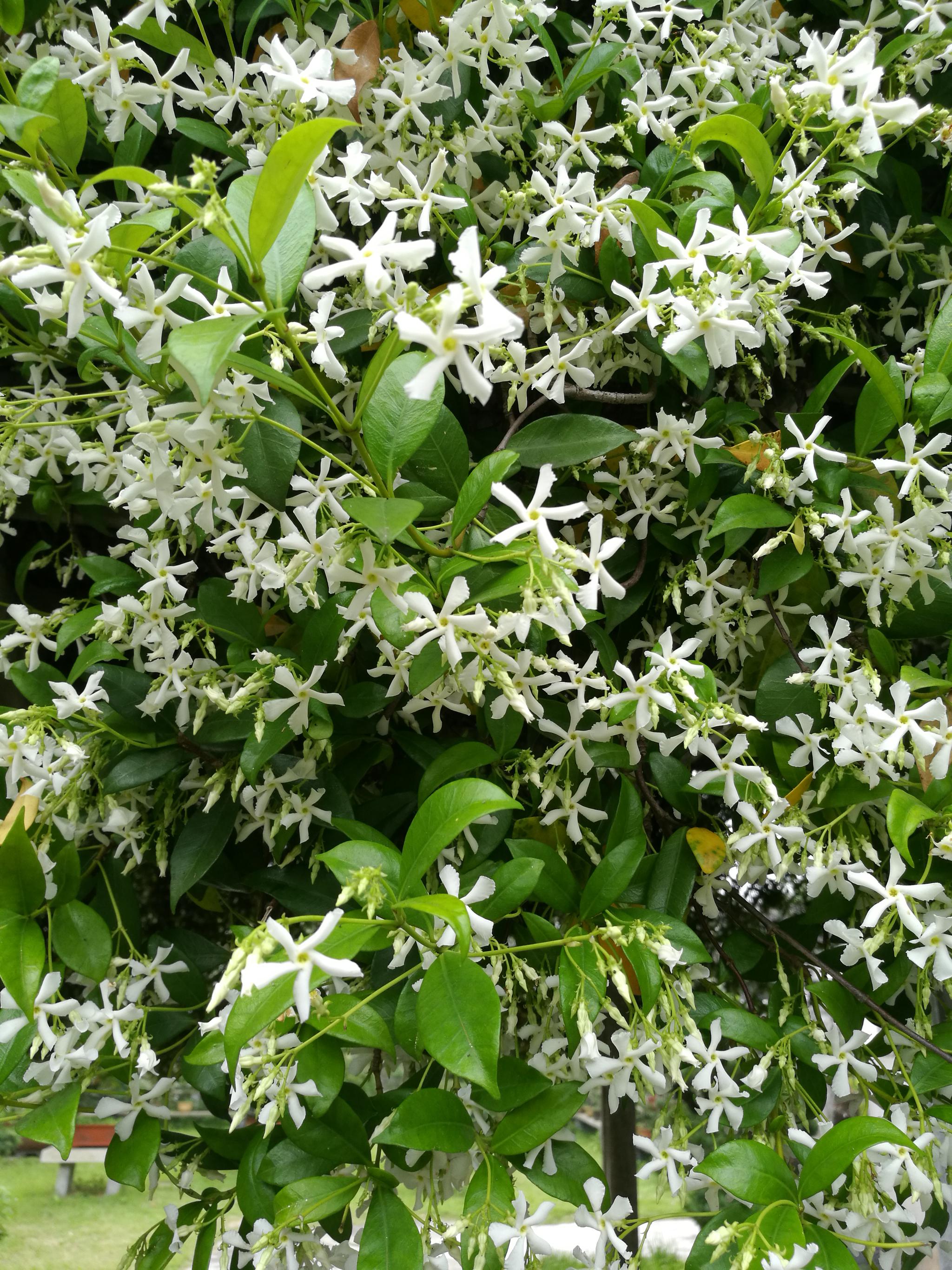 如皋水绘园的络石开花啦130年的络石花香四溢