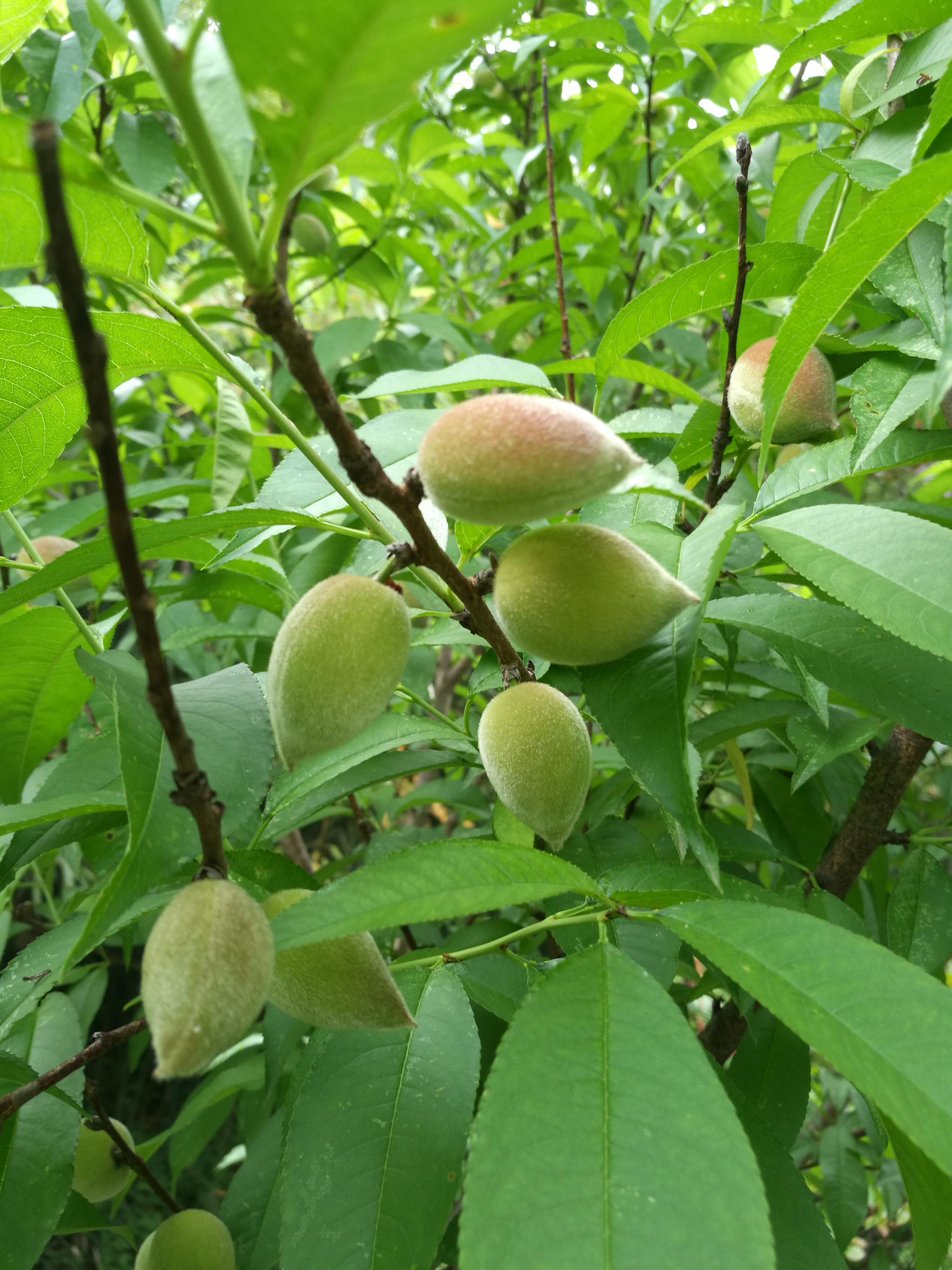 水绘园桃李满枝头