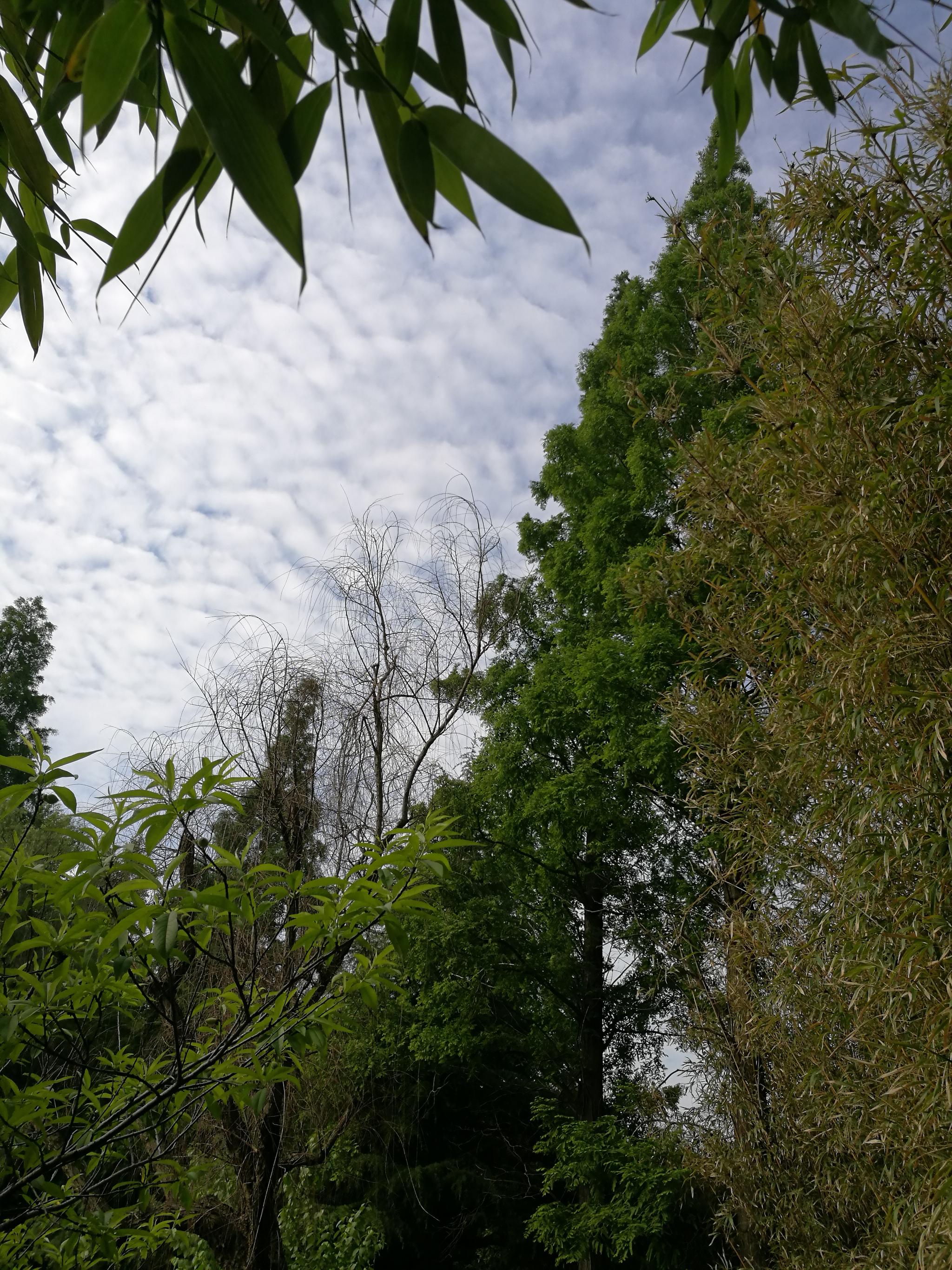 一组水绘园清晨日出时的美景照片